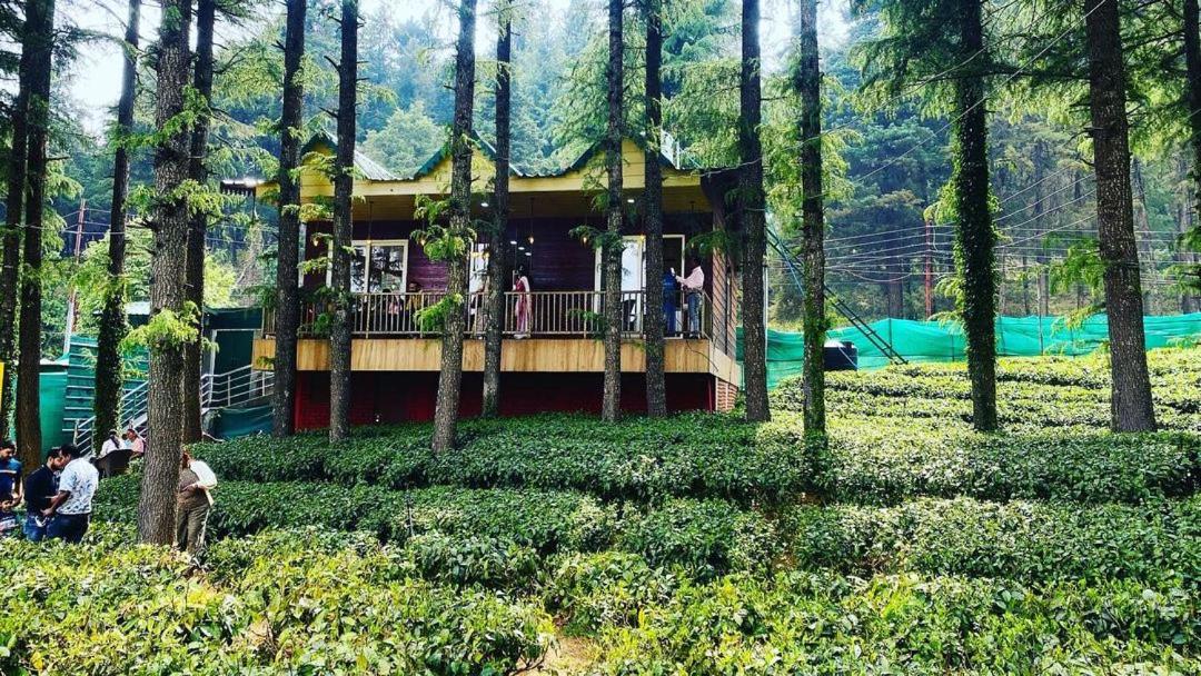 Shyamkhet Tea Valley Homestay