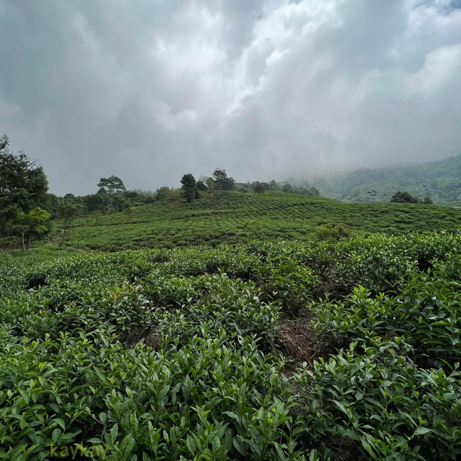 Shyamkhet Tea Valley Homestay