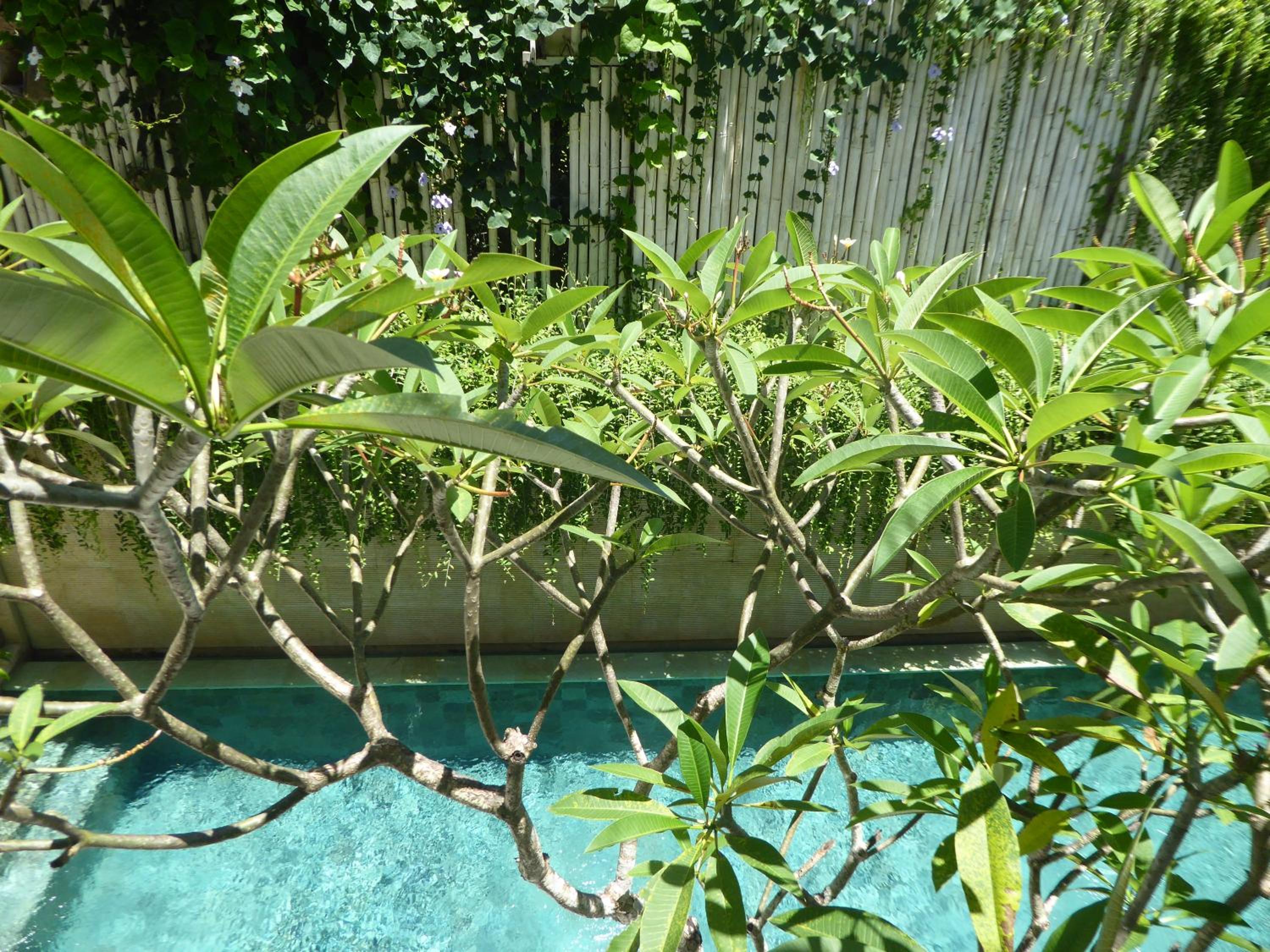 Photo 42