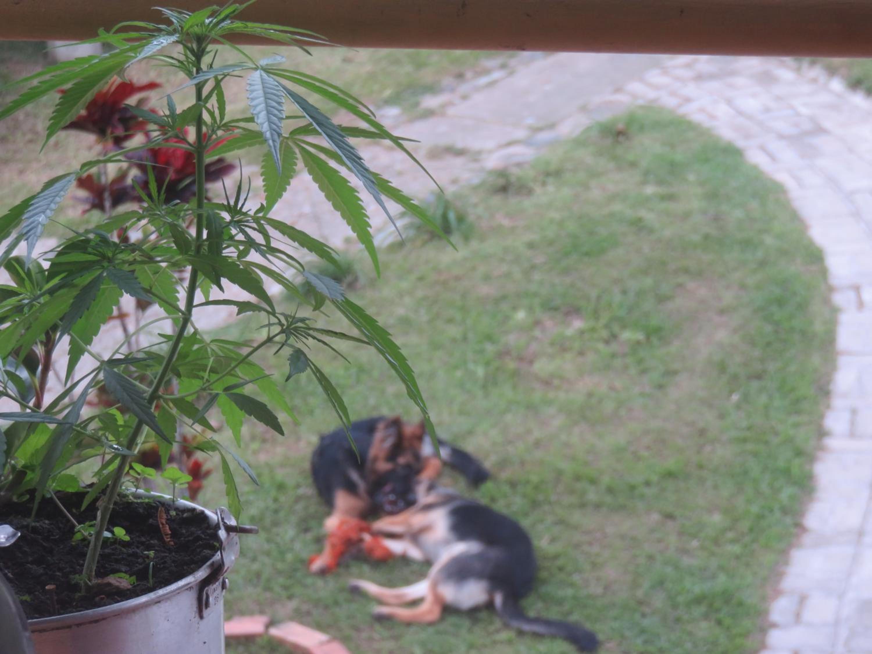 Rasta Room In The Magic Woodland - Envigado Medellin