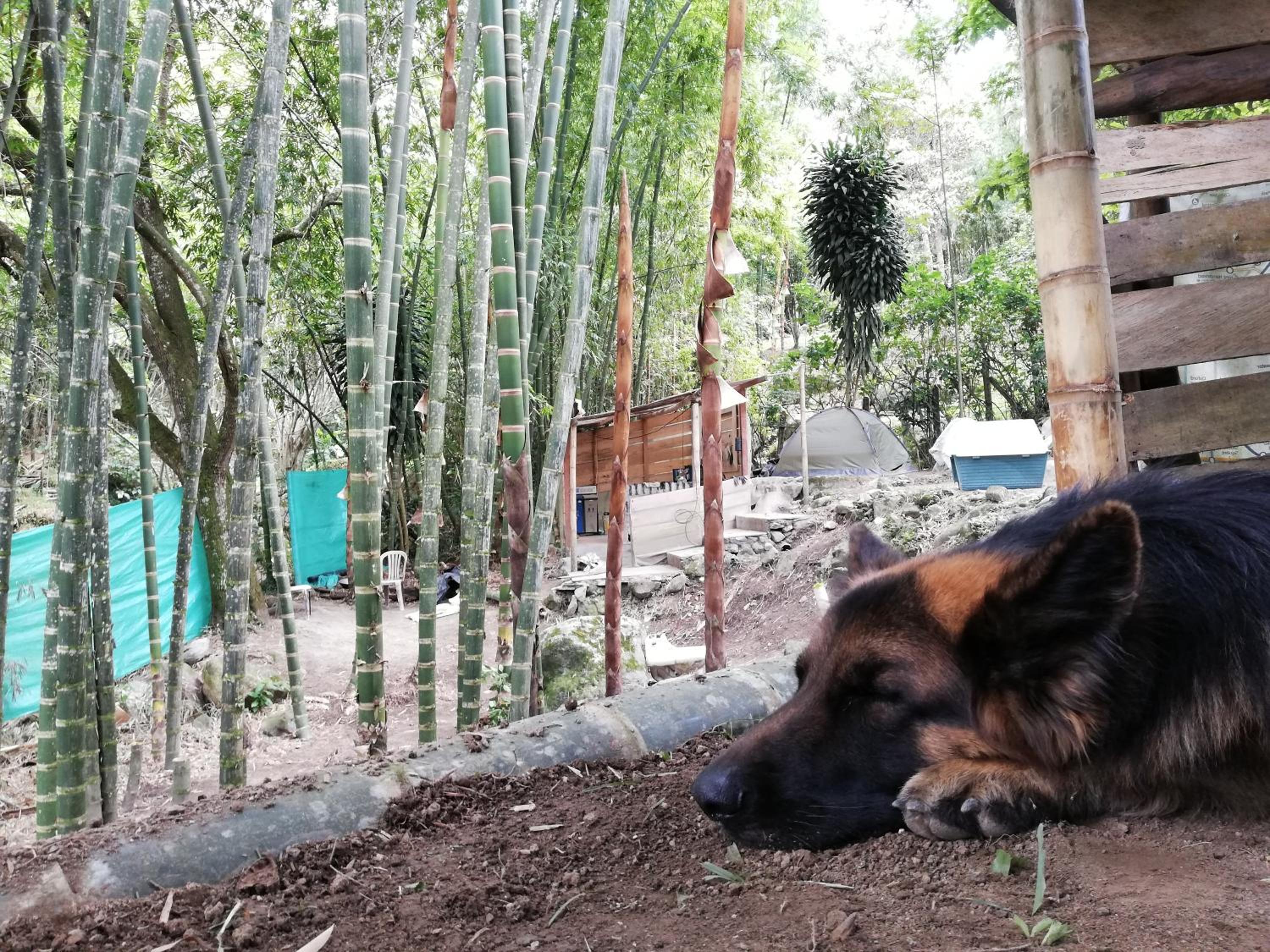 Rasta Room In The Magic Woodland - Envigado Medellin
