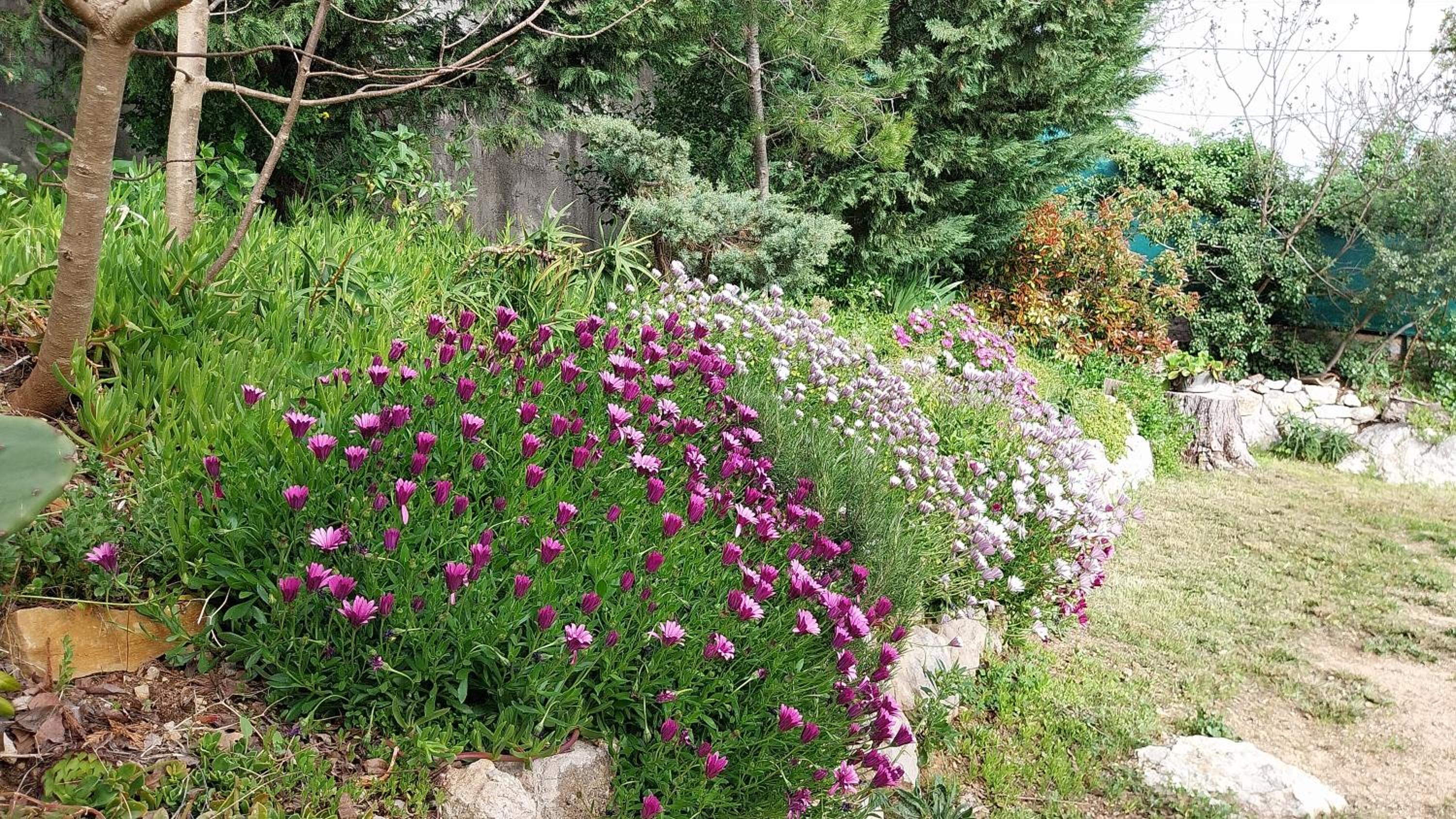 Galinette, photo 26