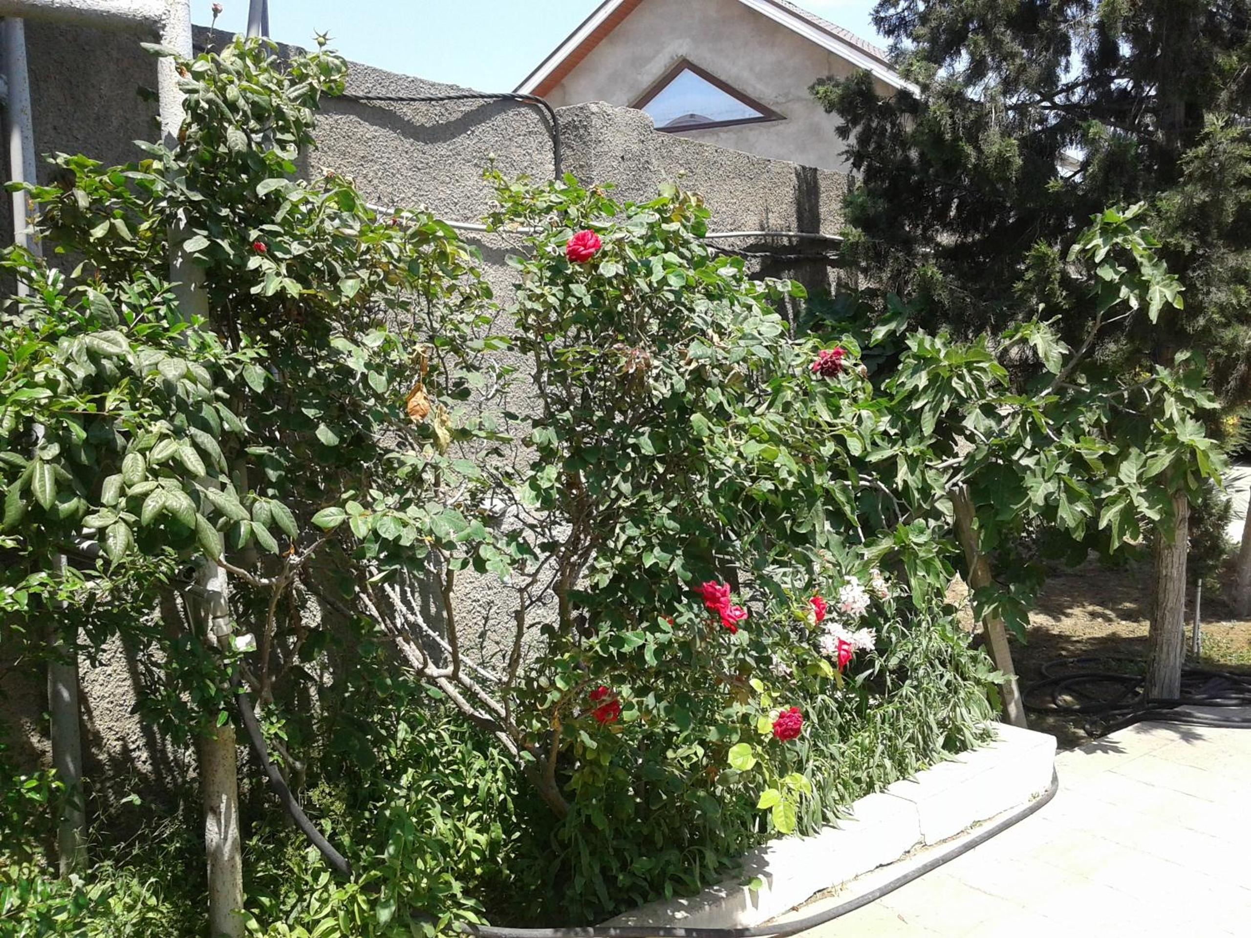 Shuvelan Cottage House
