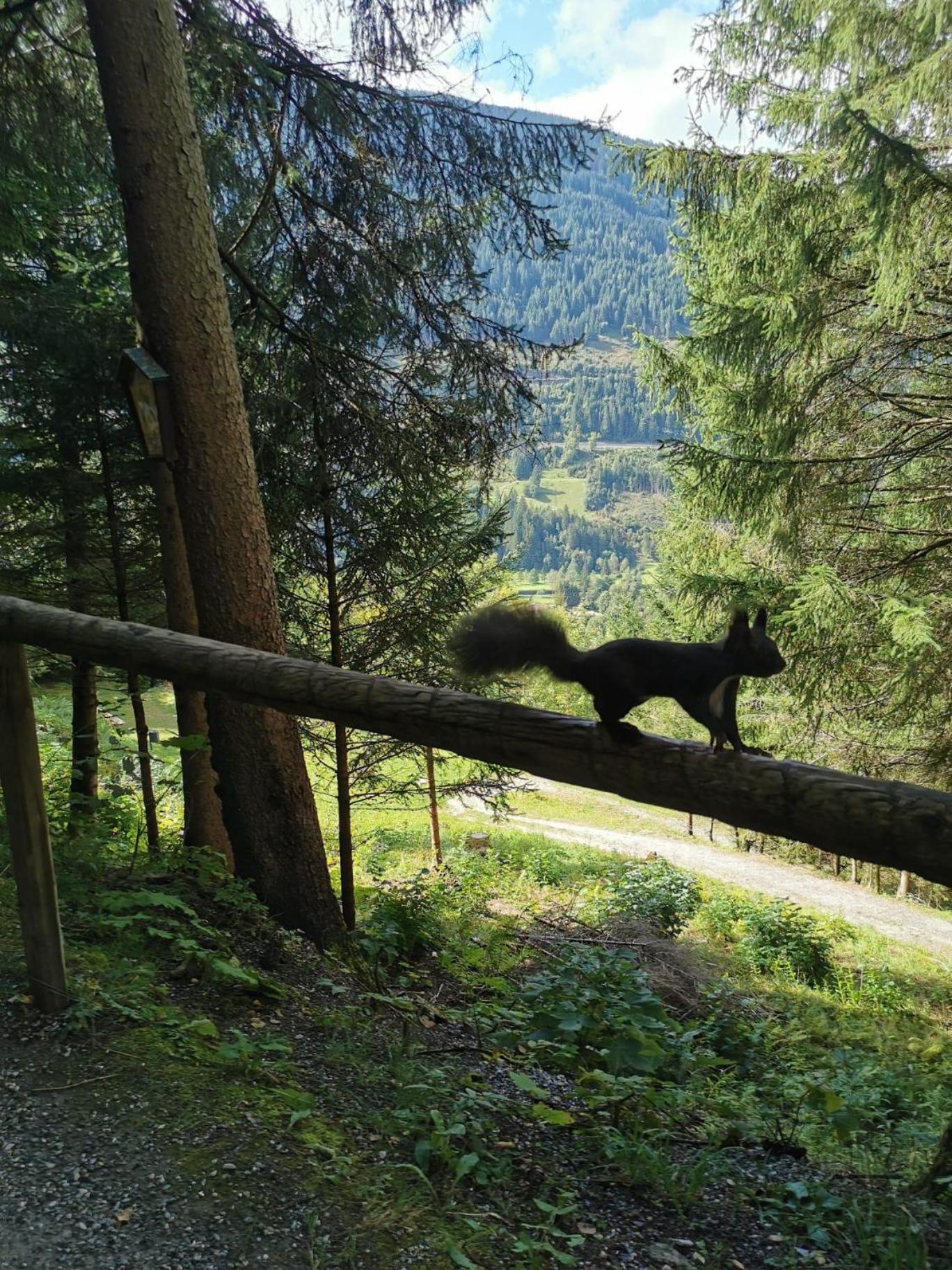 Appartement Alpenkönig