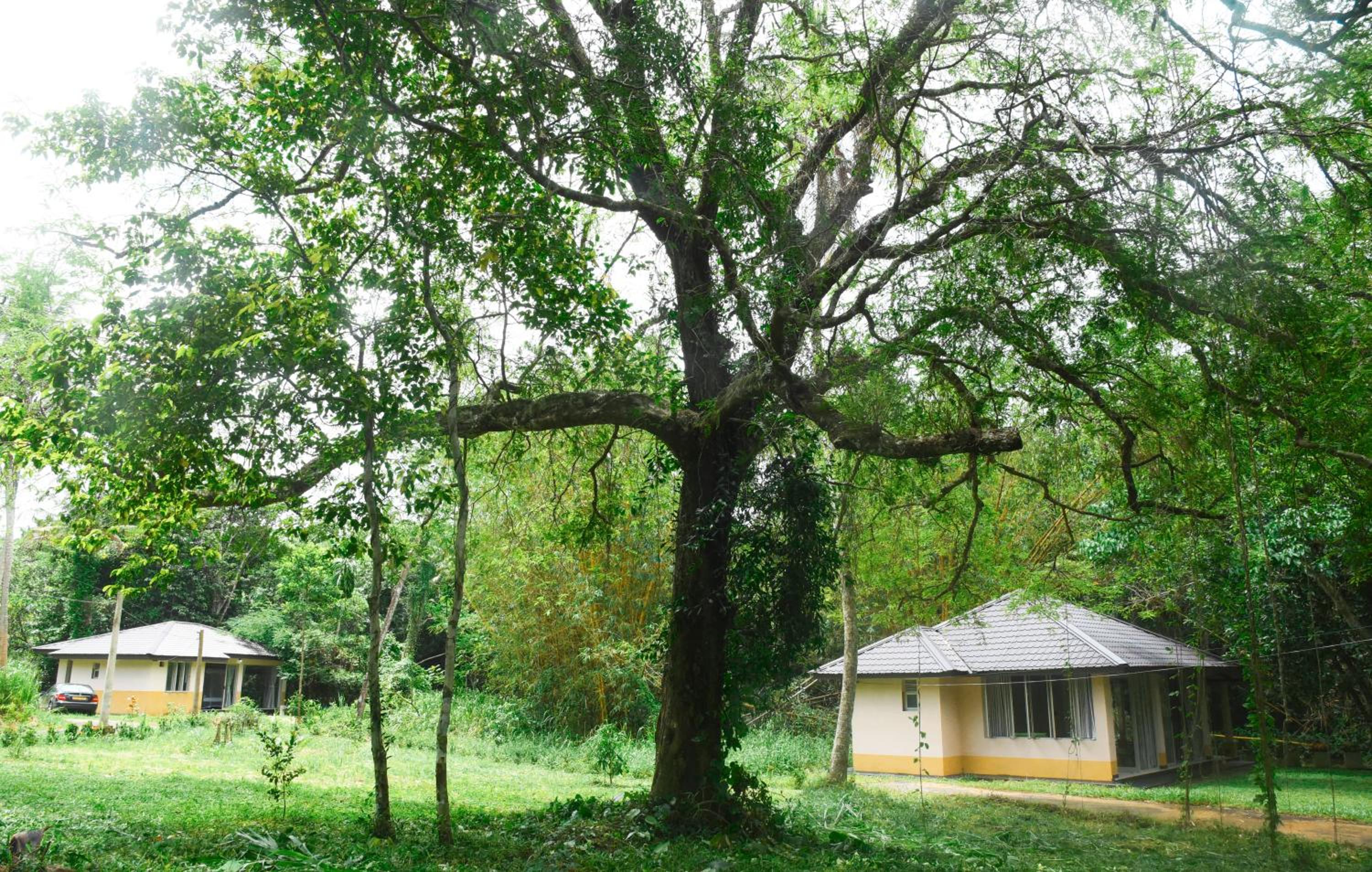 Debaraliyadda Estate