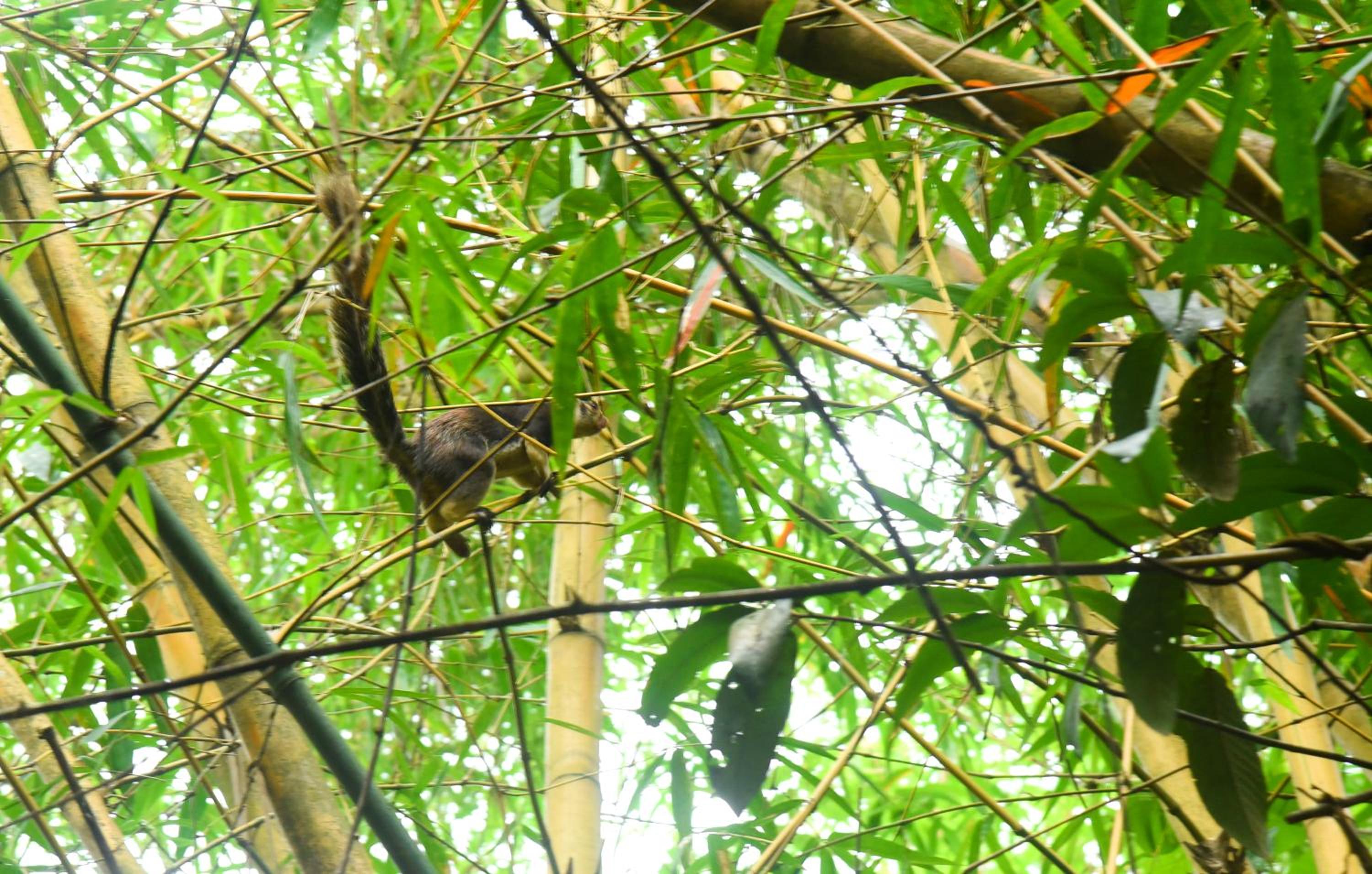 Debaraliyadda Estate