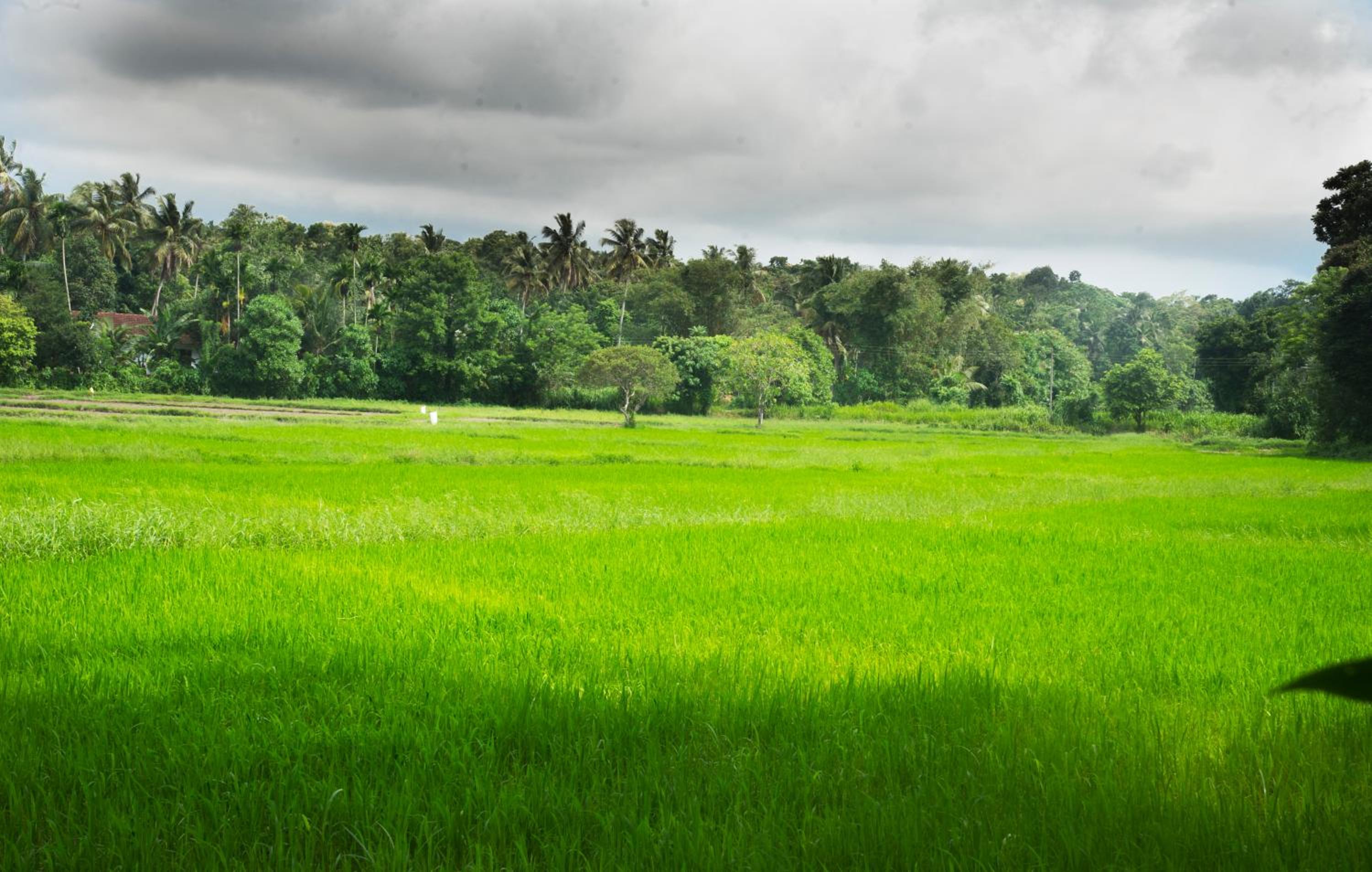 Debaraliyadda Estate