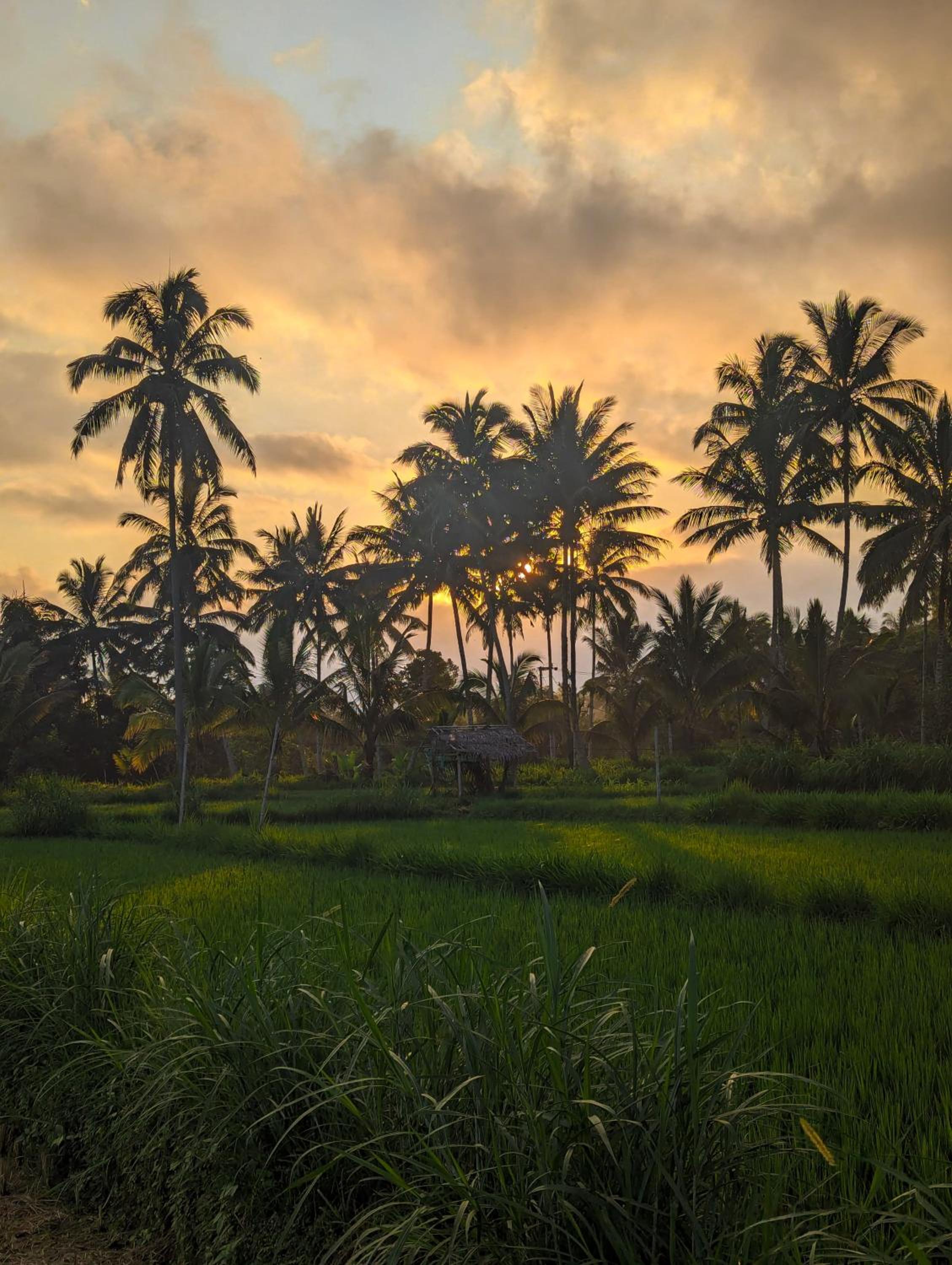 Linkgreen Homestay Lombok view 4
