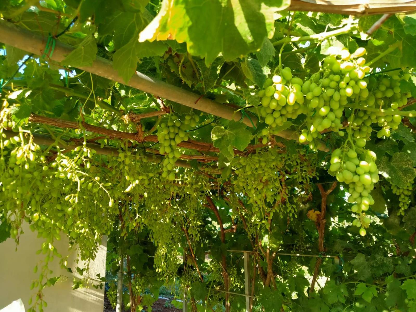 Casa Donna Razietta - Natura e relax photo 4