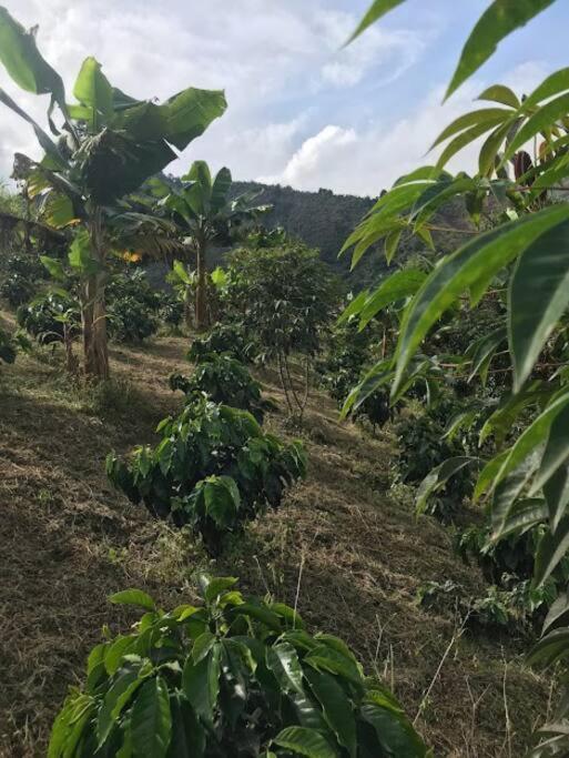 Finca el Moral