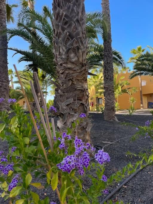 Oasis La Palmera by Rentalfue