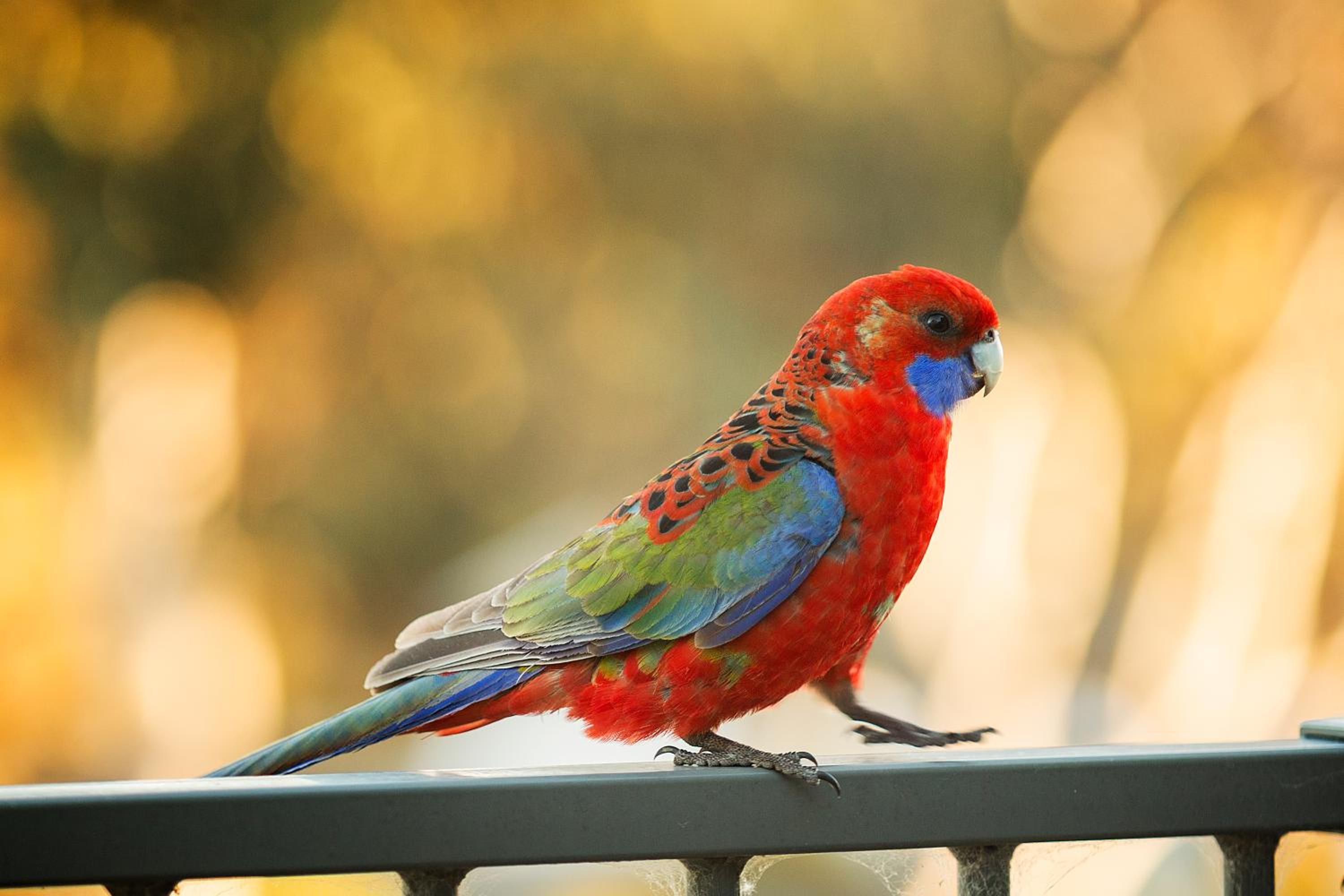 Alivio Tourist Park Canberra