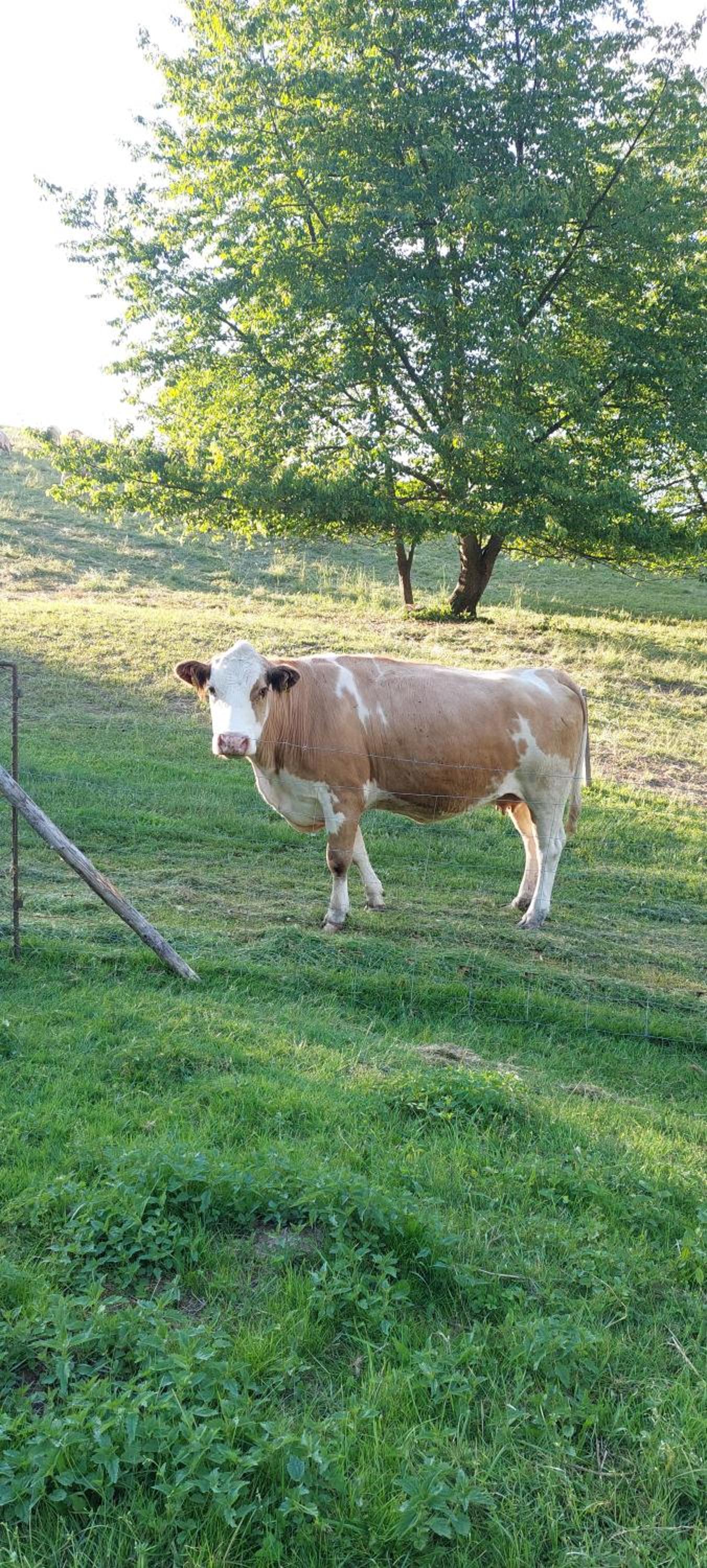 Chata na samotě, Šumava