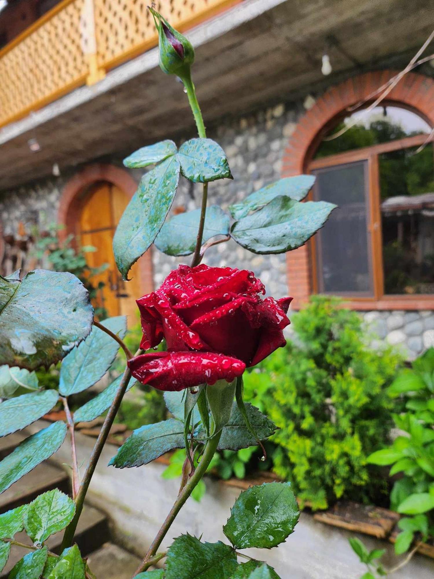 Lomtadze Family Wine Hotel