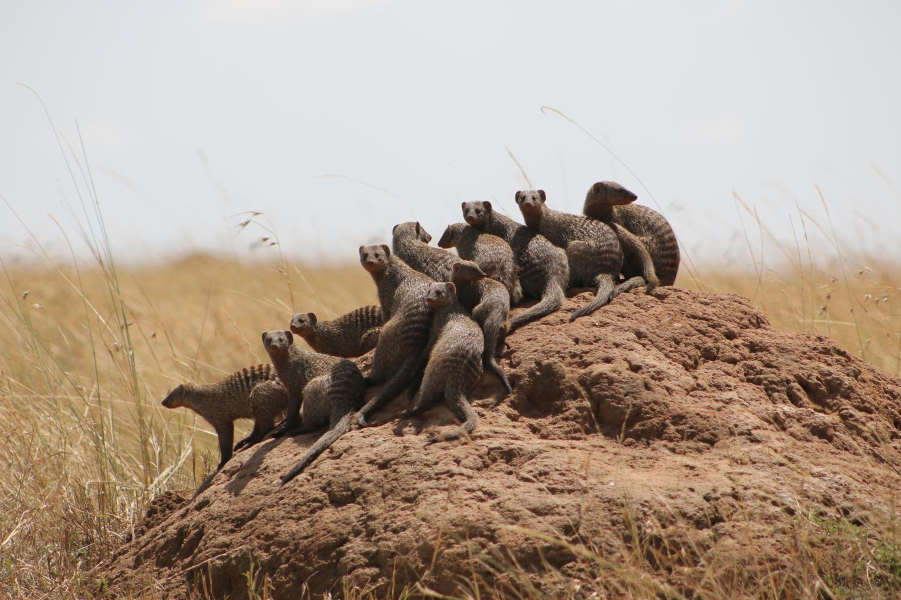 Masai Mara Vacations - Samana Mara - Property Image 12