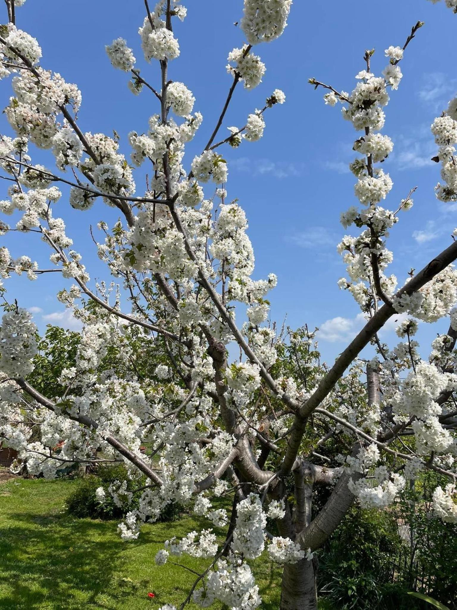 Petrino Apartments photo 2