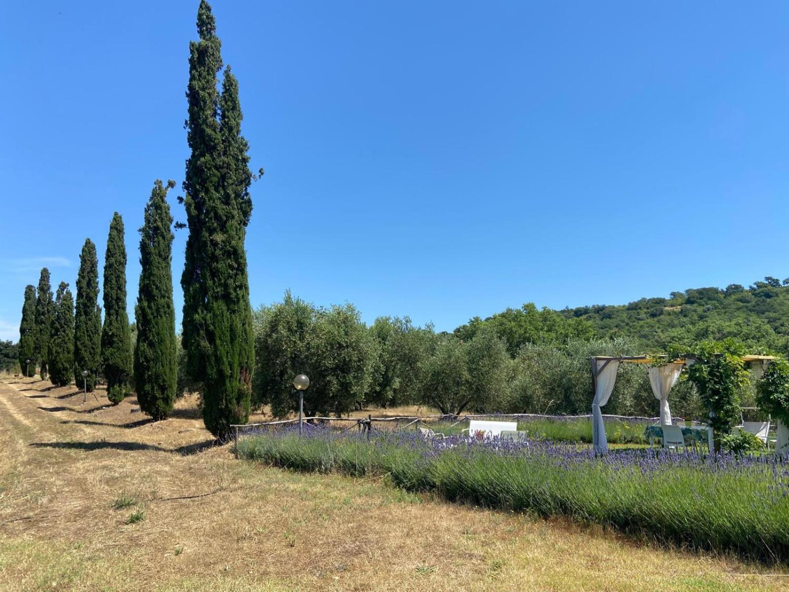 Tenuta Le Mandorlaie, Agriturismo in Scansano view 4