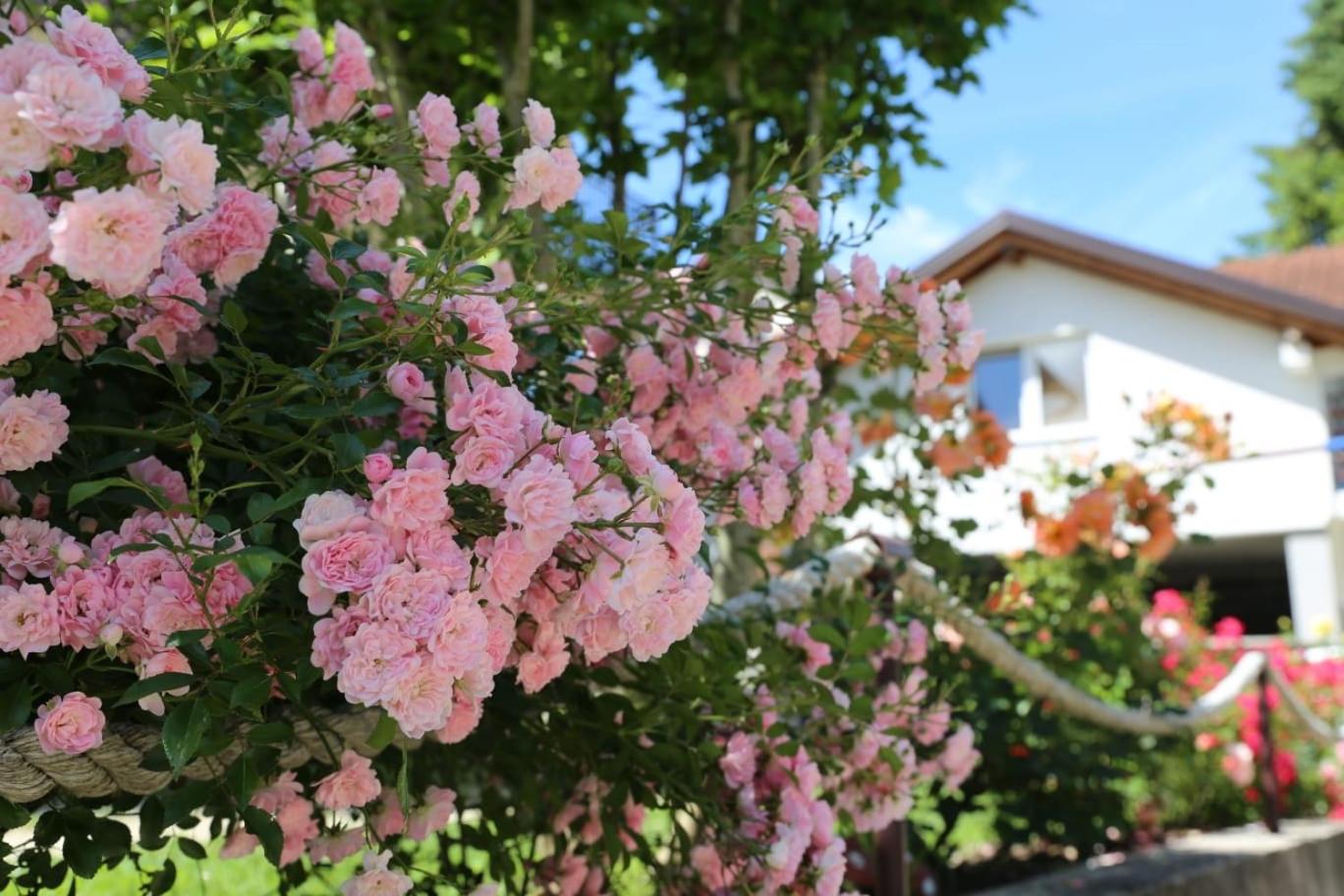 Photo 42