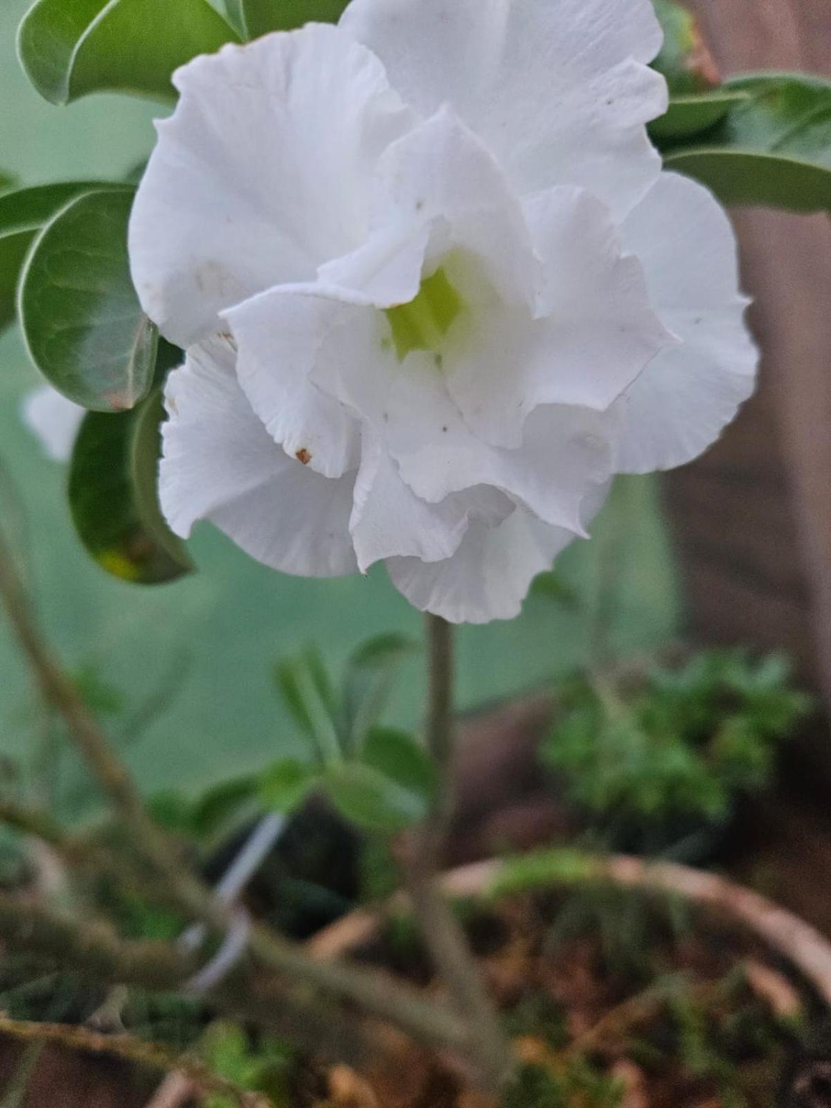 Pousada Anayh-Bom Jardim-Nobres