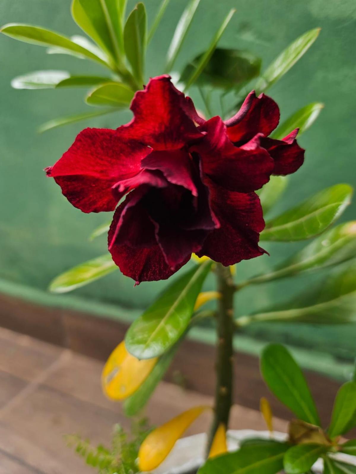 Pousada Anayh-Bom Jardim-Nobres