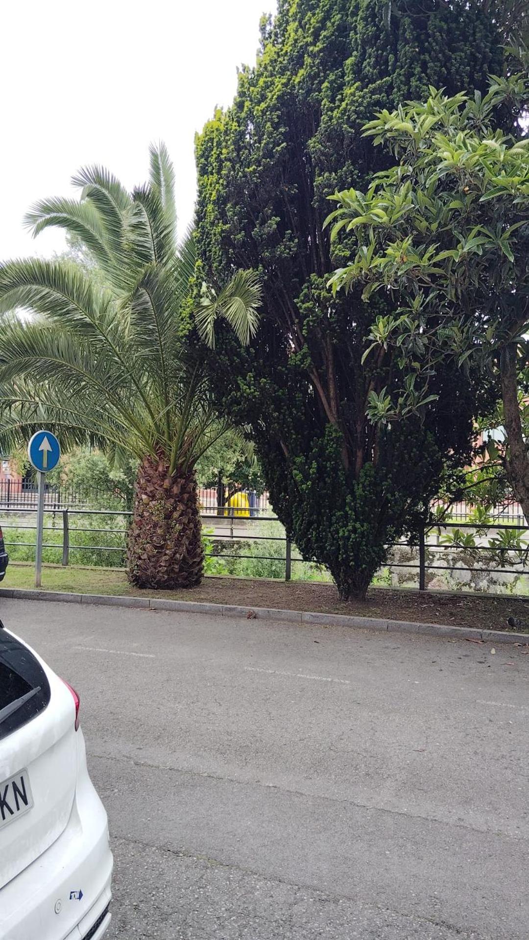 El Caudalin de Mieres