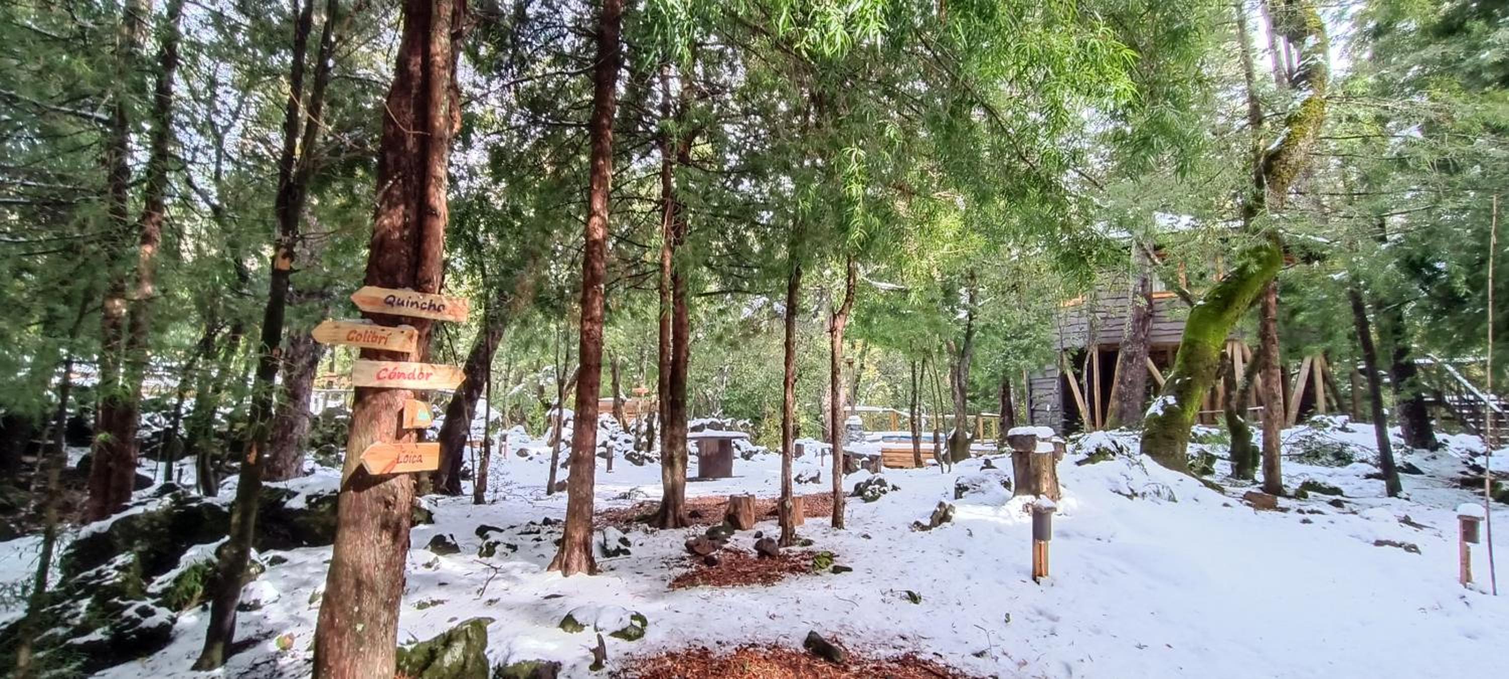 Cabañita del Árbol Cóndor