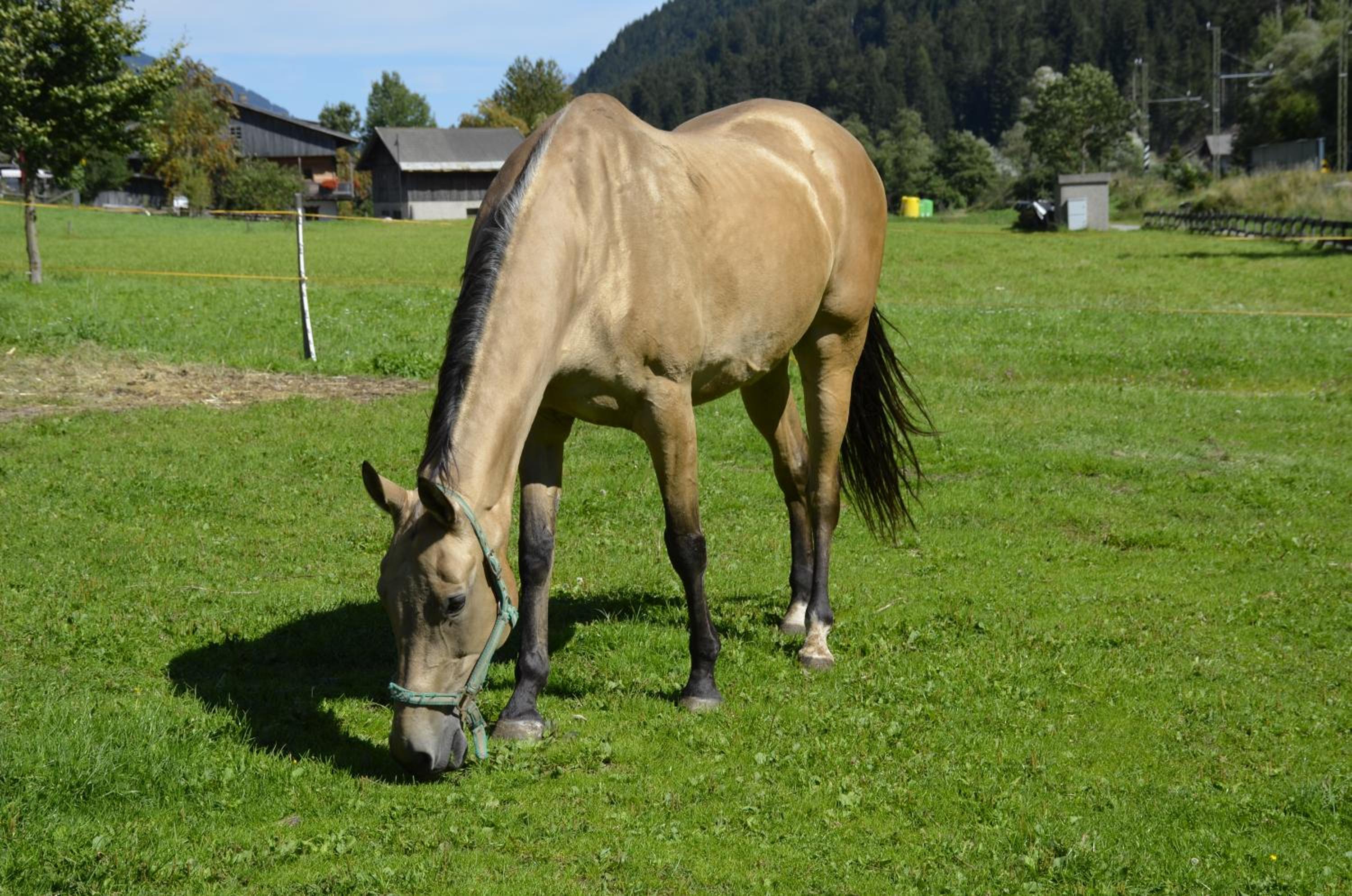 Veiderhof