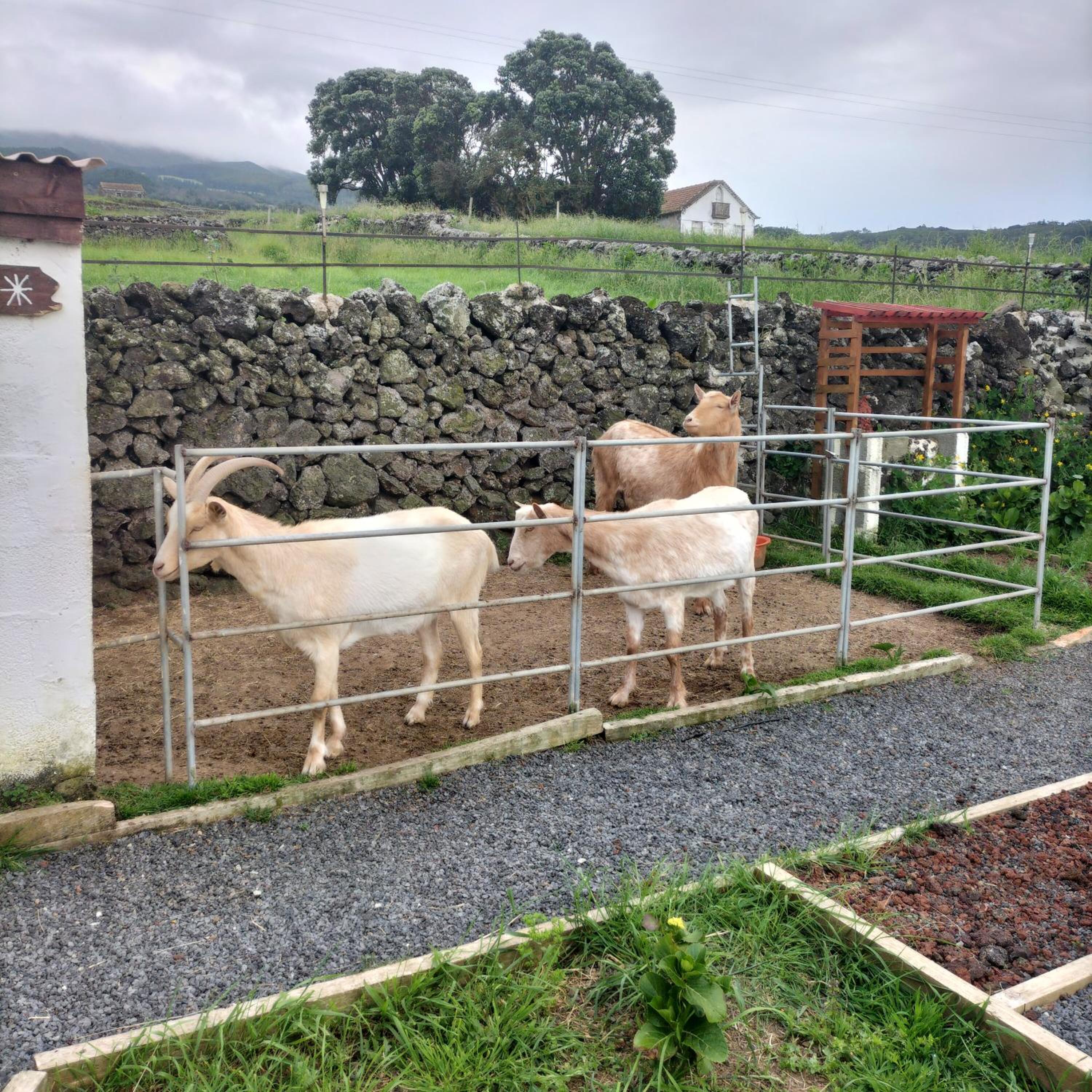Alojamento Raminho dos Açores
