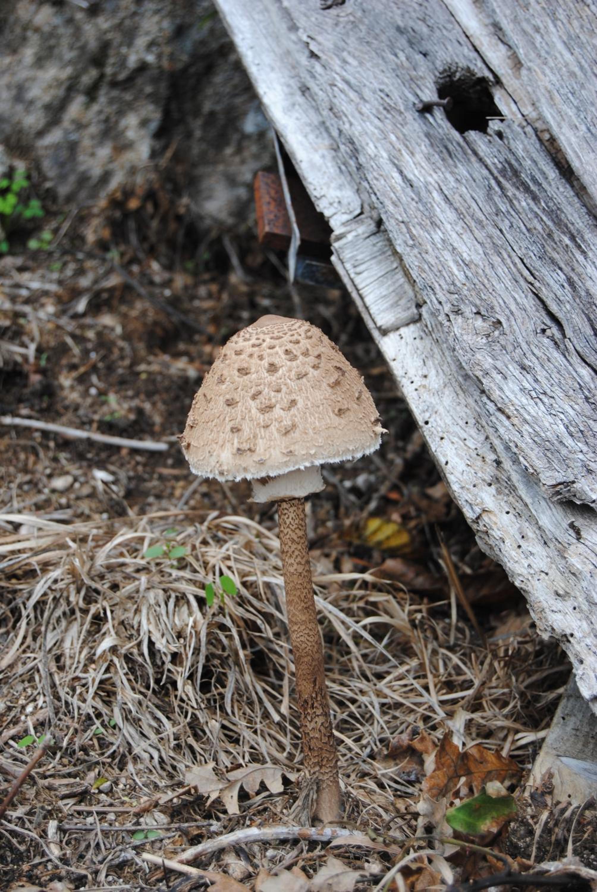 Photo 30
