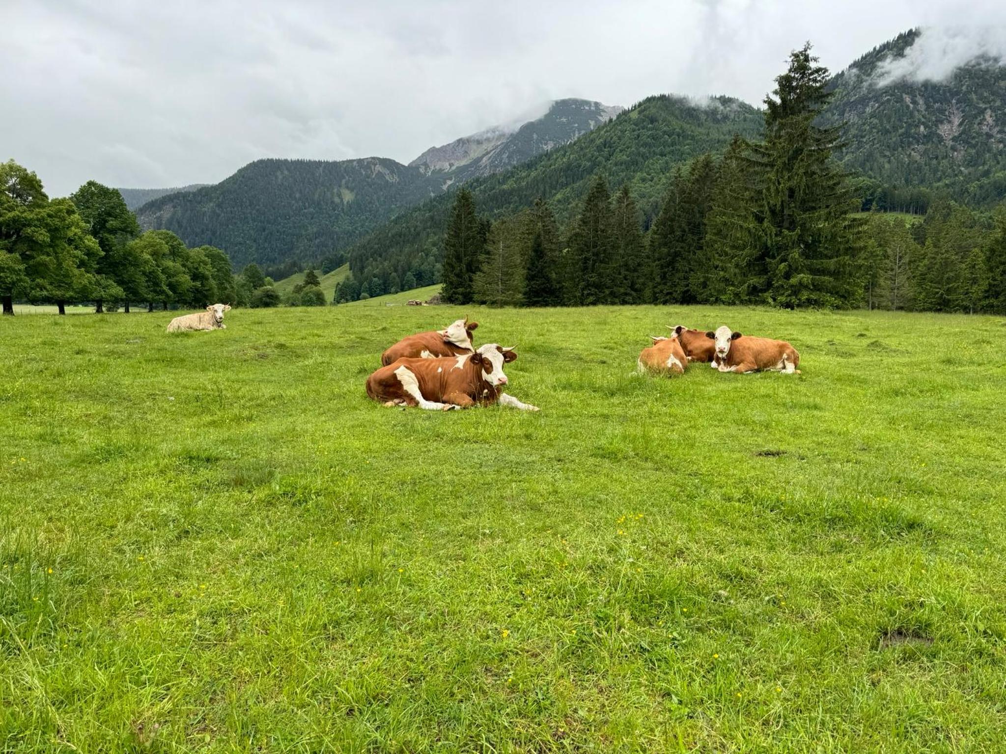 Panorama Chalet
