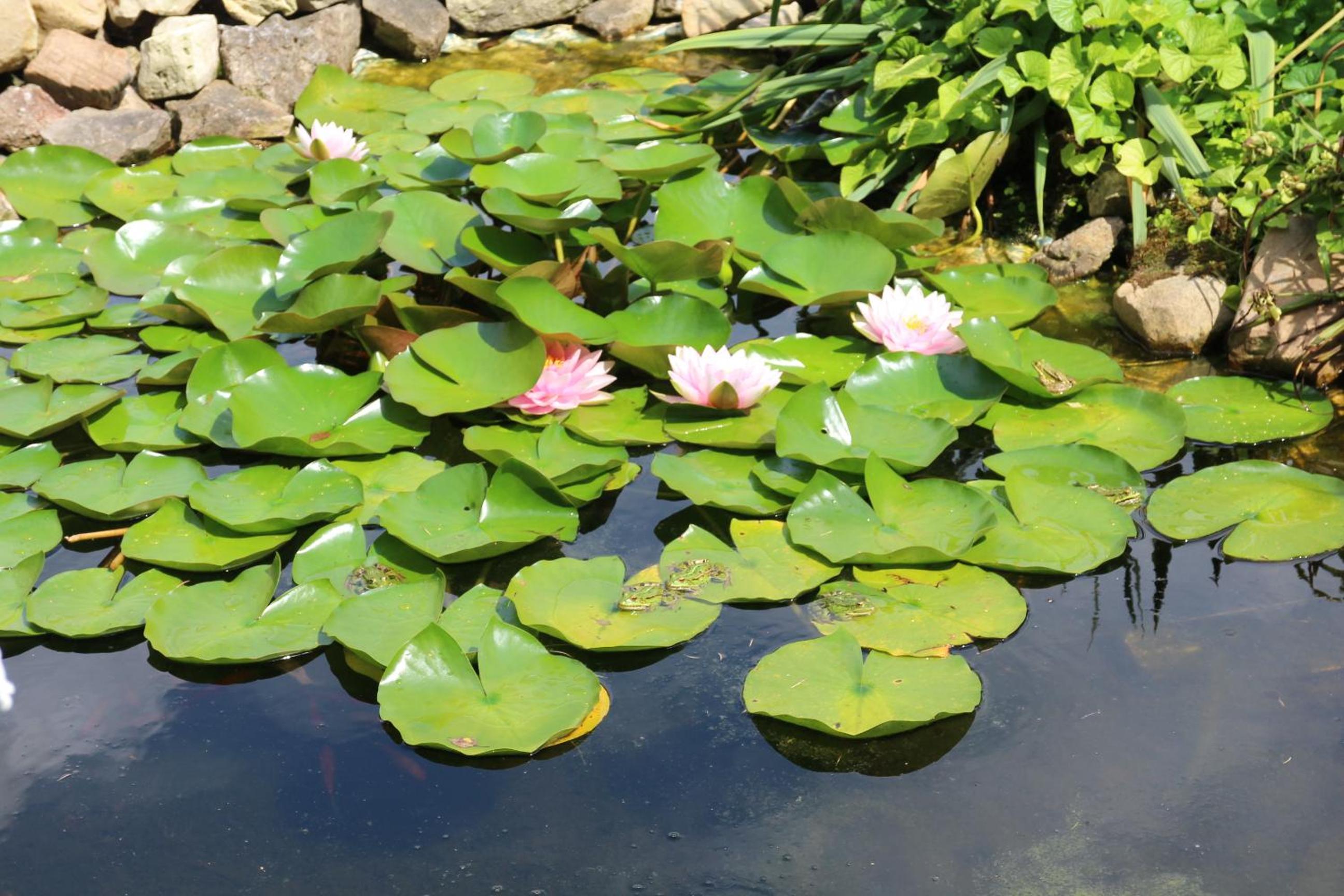 Pensjonat Leśny Dworek SPA & Garden Uzdrowisko wśród Natury view 4