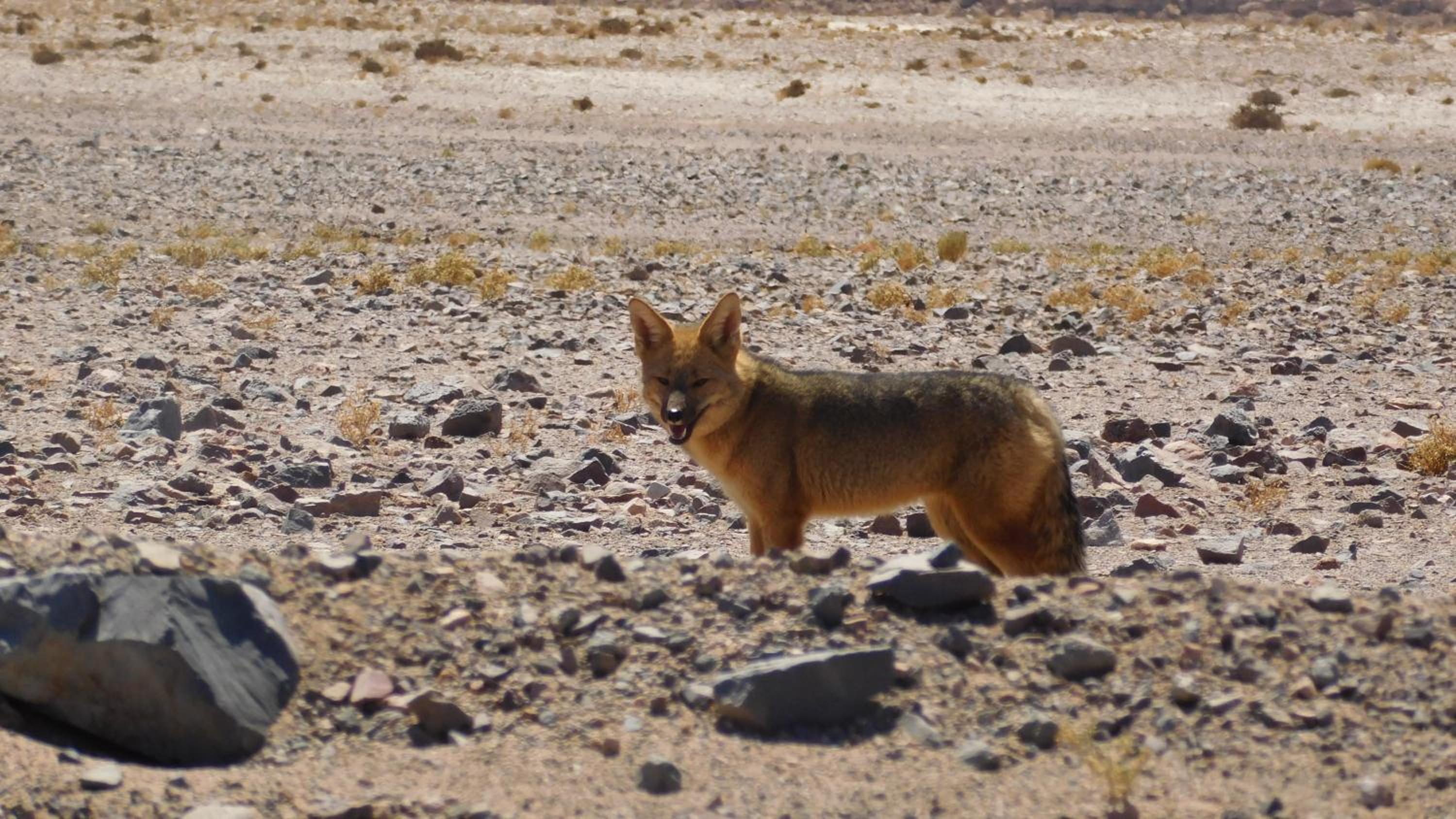 Dunas de tulor