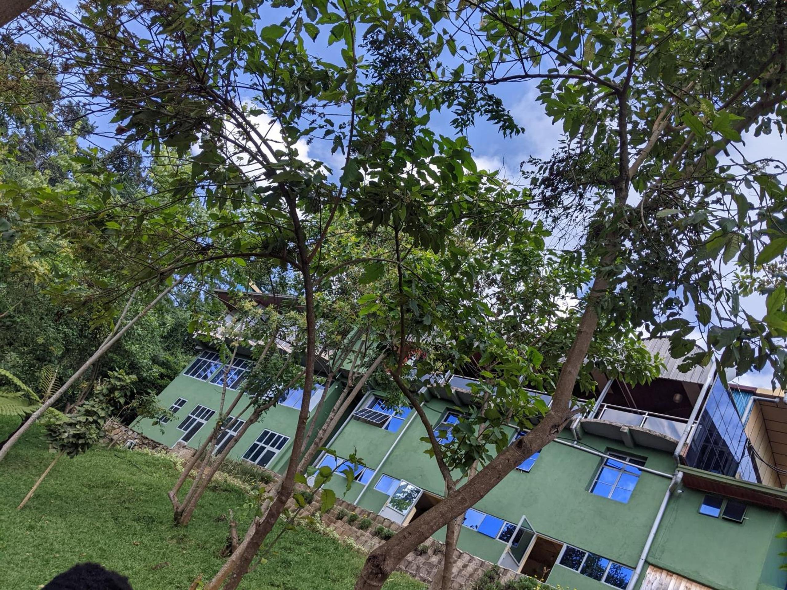 Chimpanzee Lodge view 2