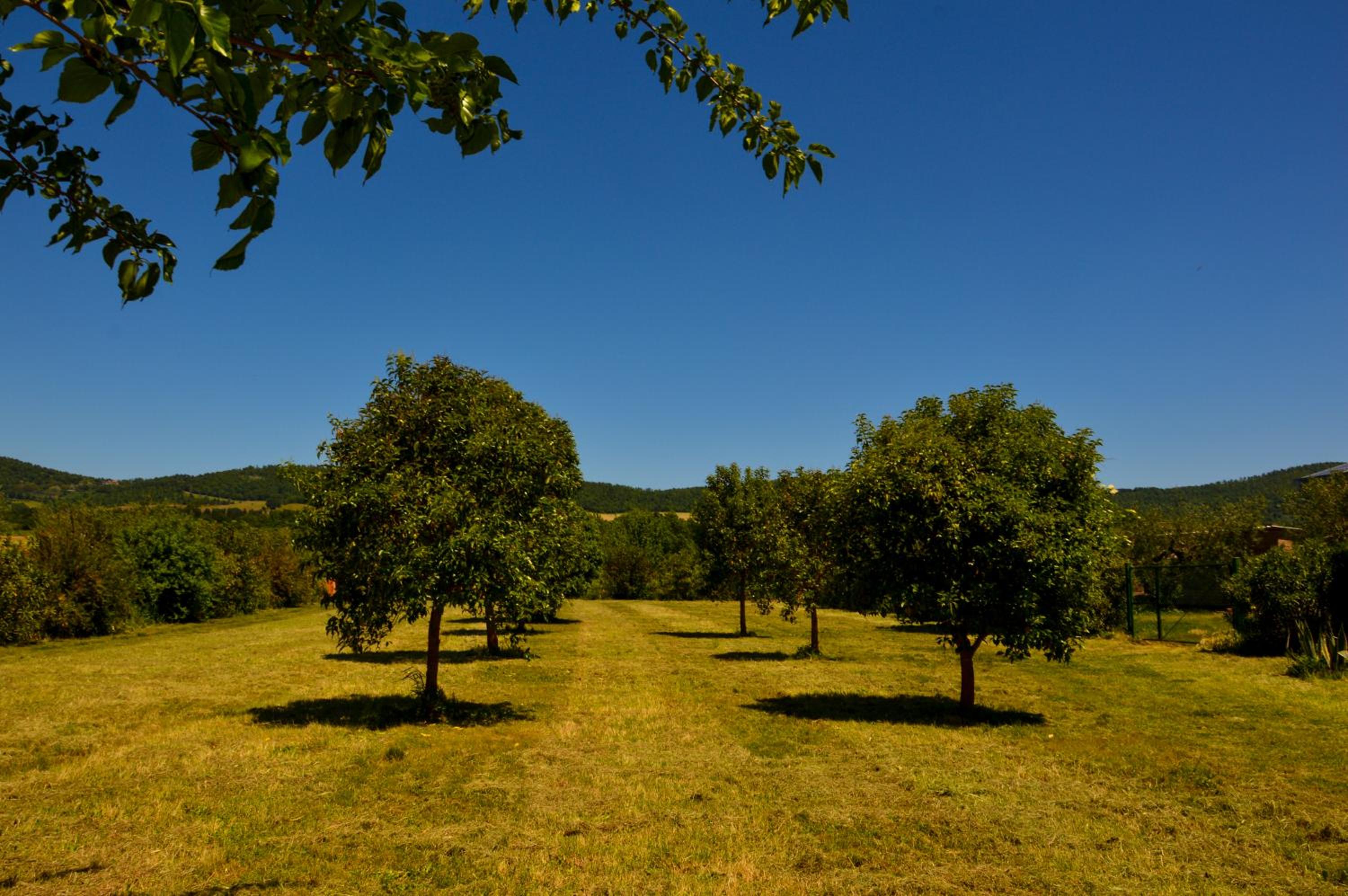Podere La Damesca - Agriturismo "La Fraschetta" view 3