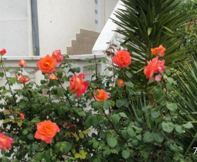 Photo 48