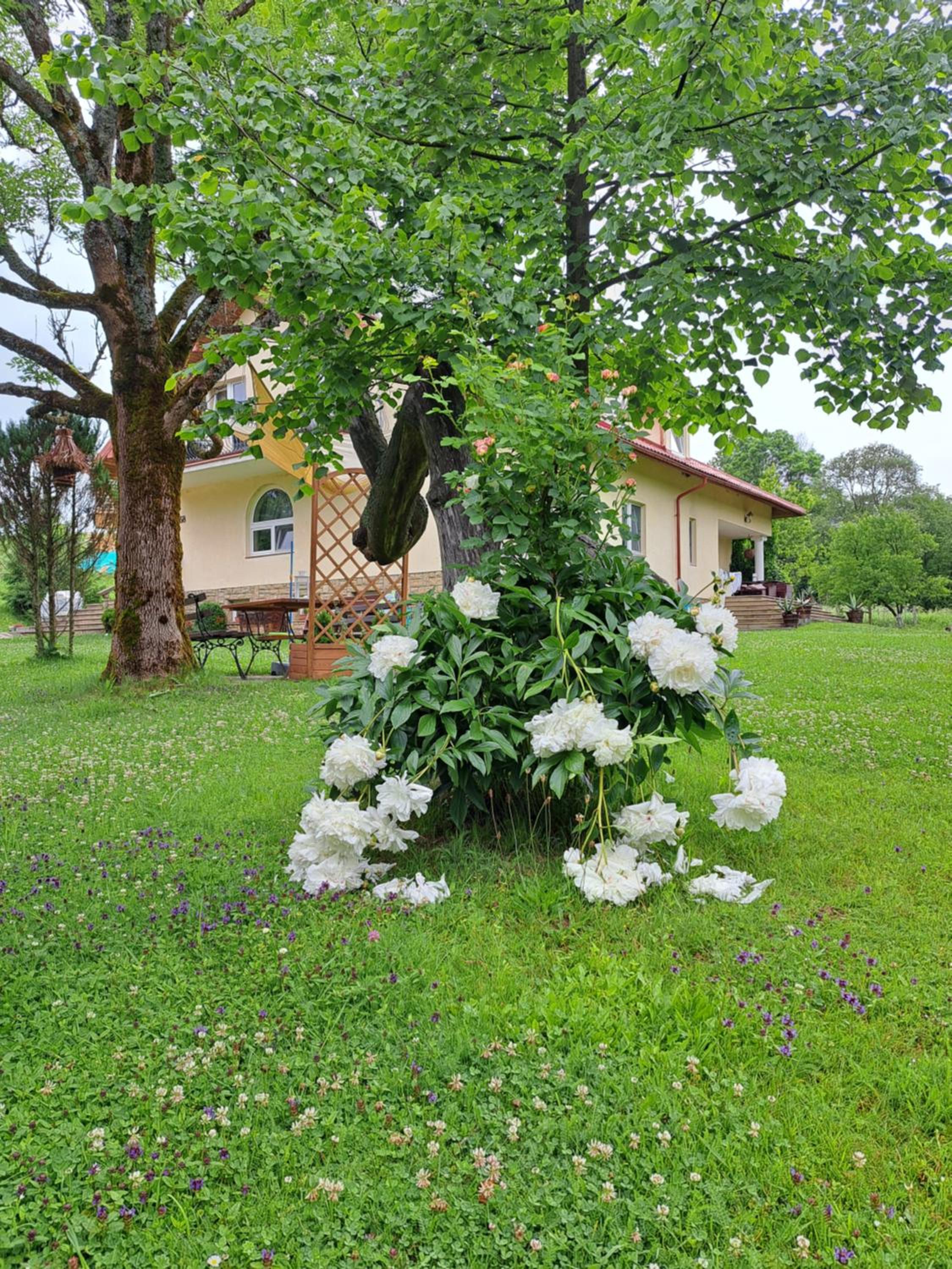 Photo 38
