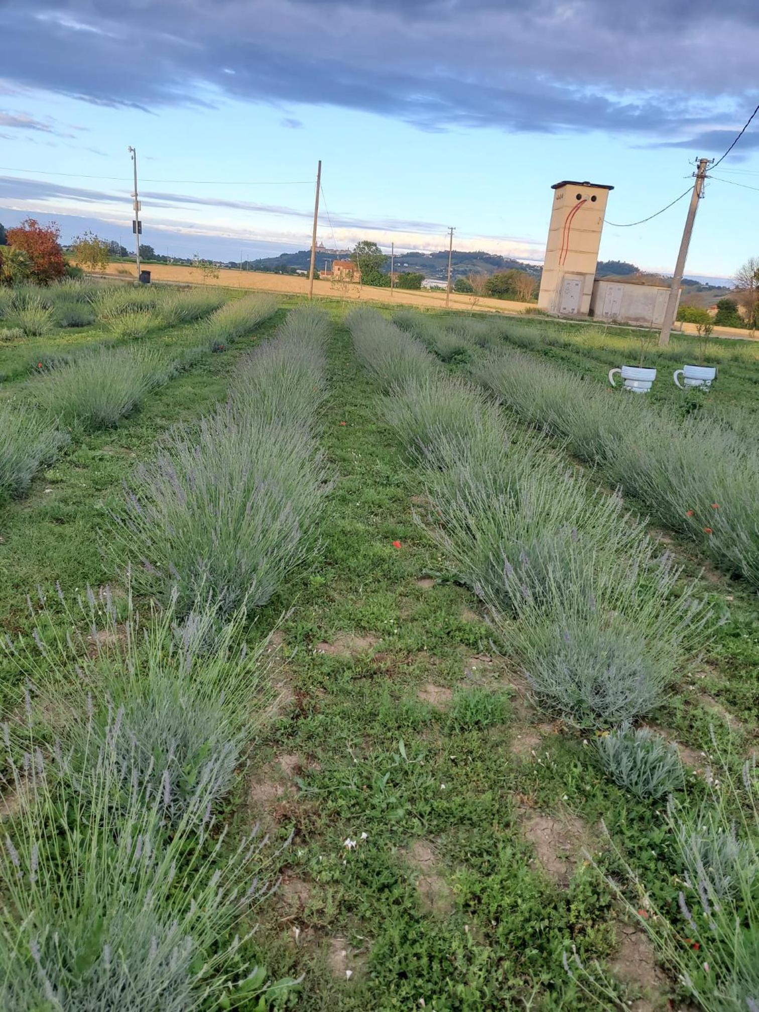 CaSAle