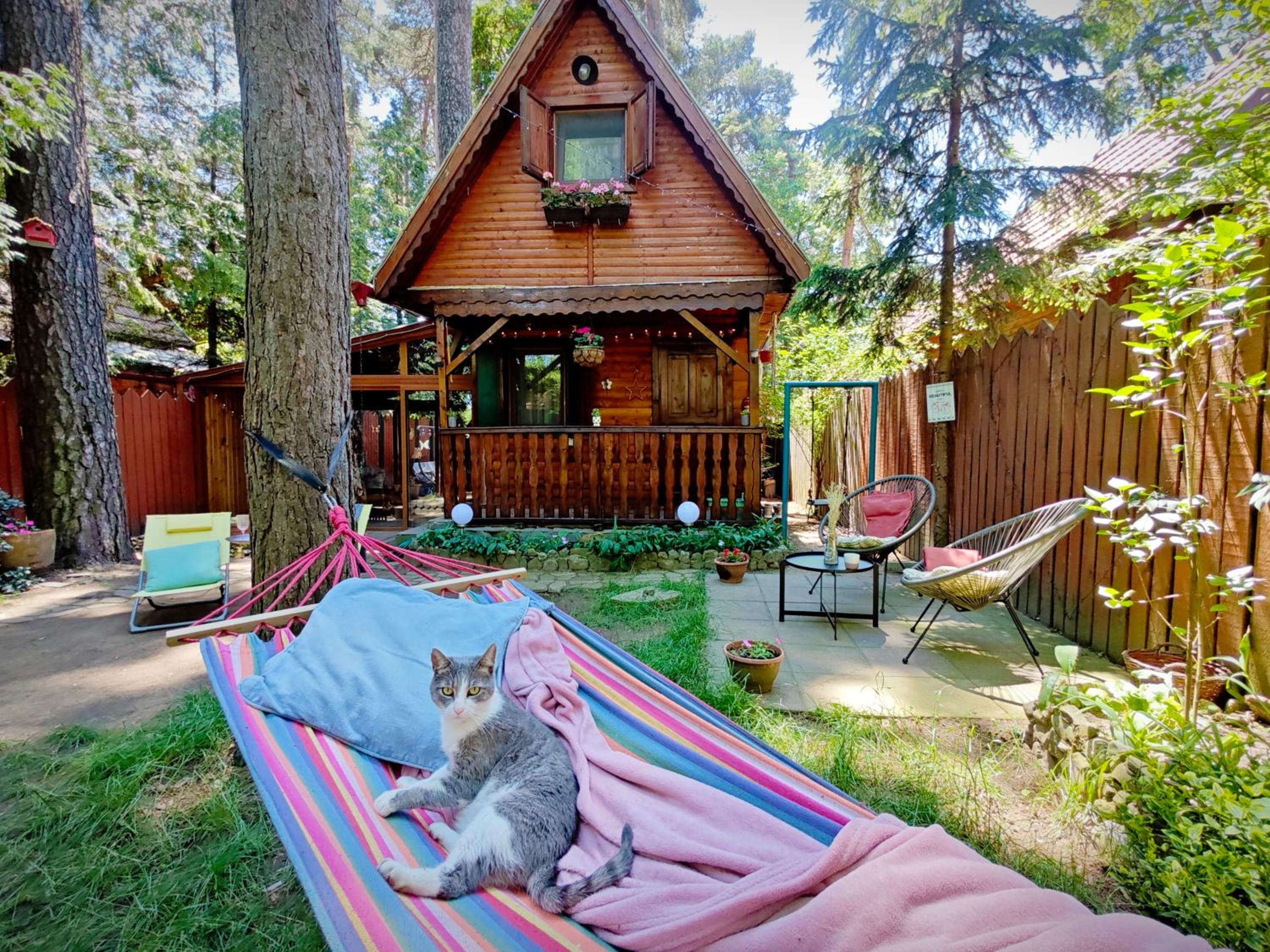 Tiny Wooden Cottage -Covasna view 4