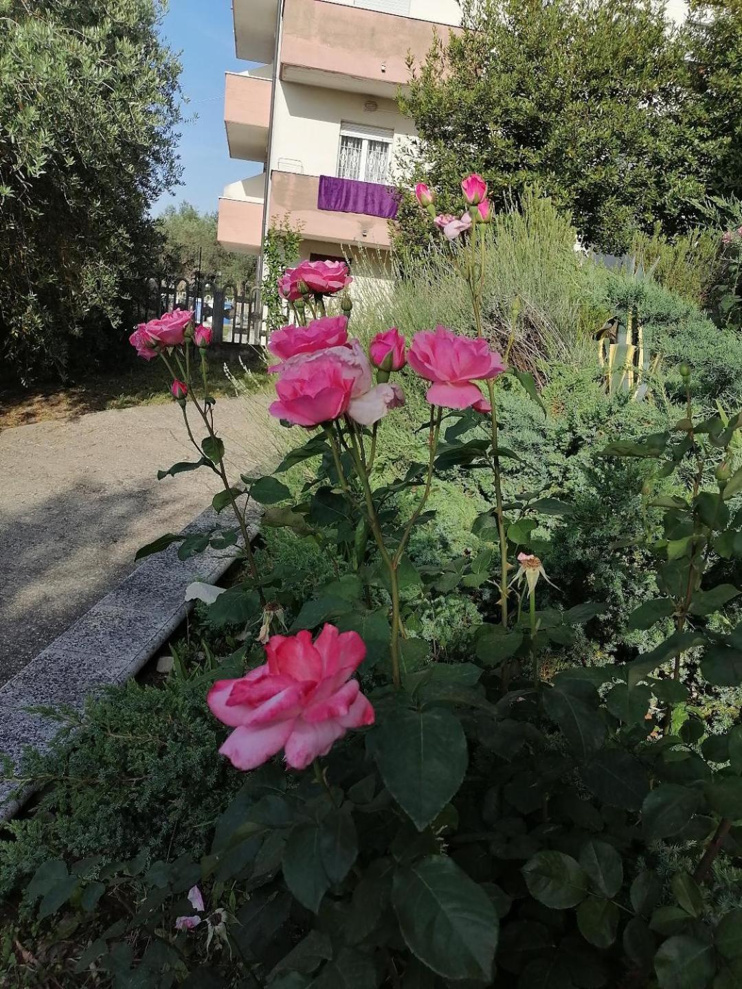 Photo 44