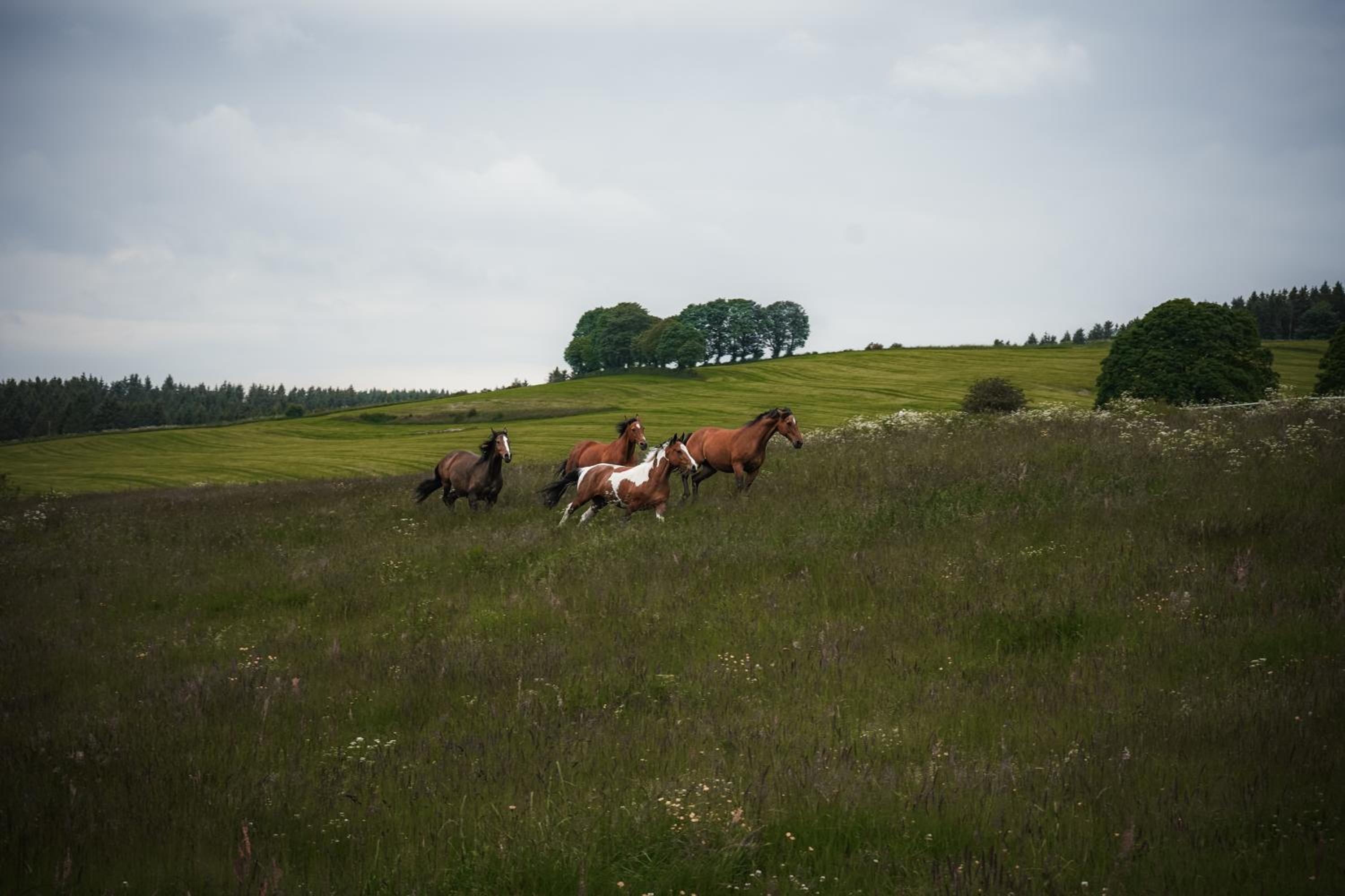 Wohlfühl-Ferienhaus Eifel-Landurlaub mit Herz