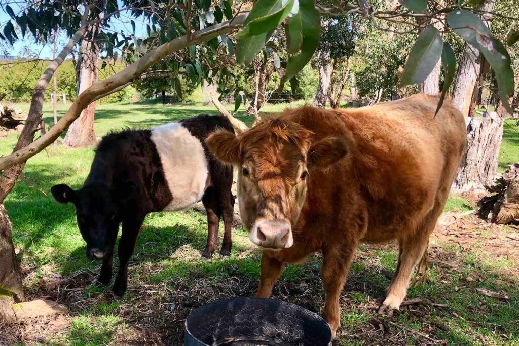 Luxury Accomodation, Farm Stay, Stunning views near Daylesford
