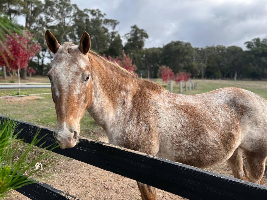 Luxury Accomodation, Farm Stay, Stunning views near Daylesford