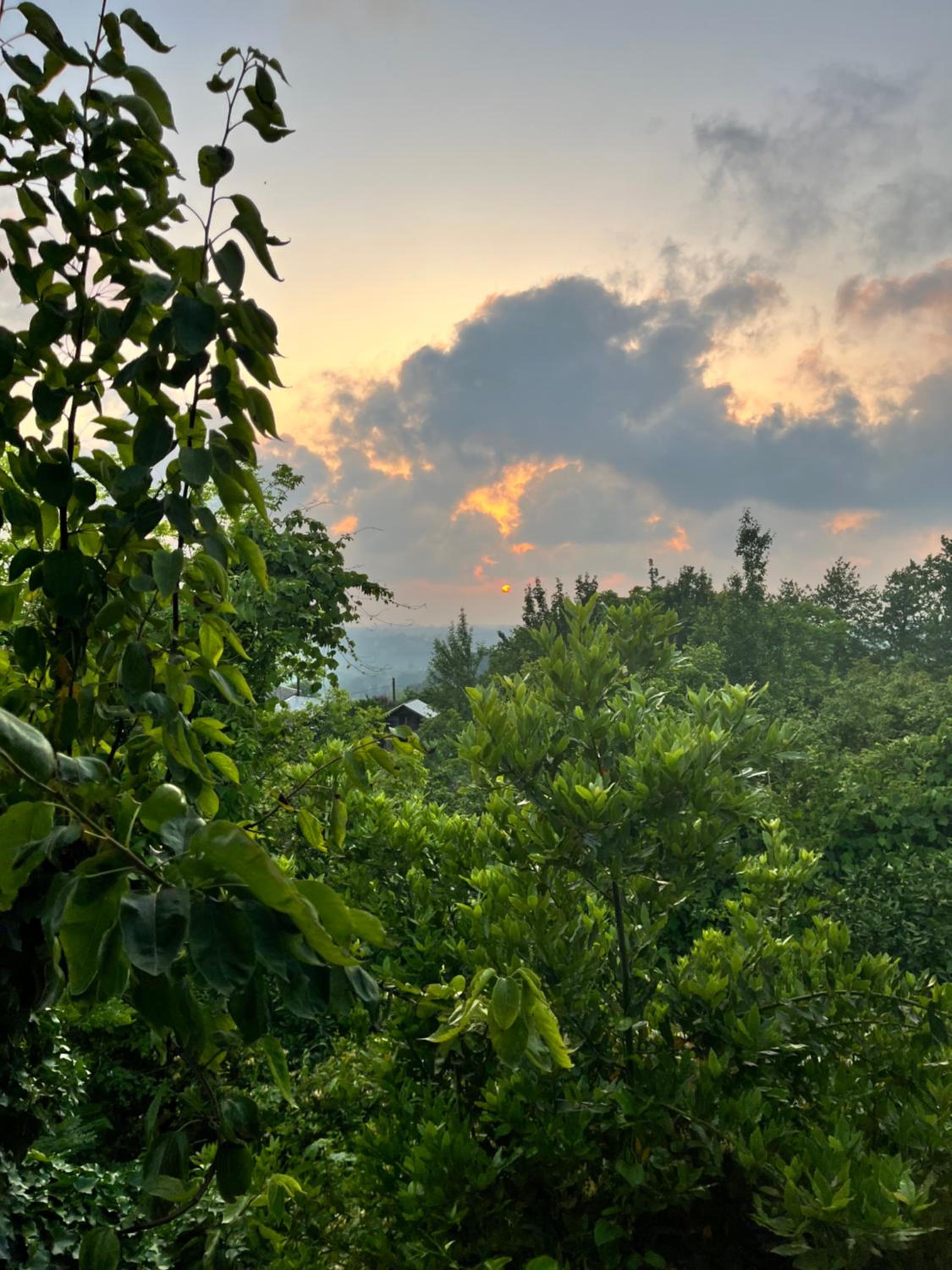 Shromantic Garden