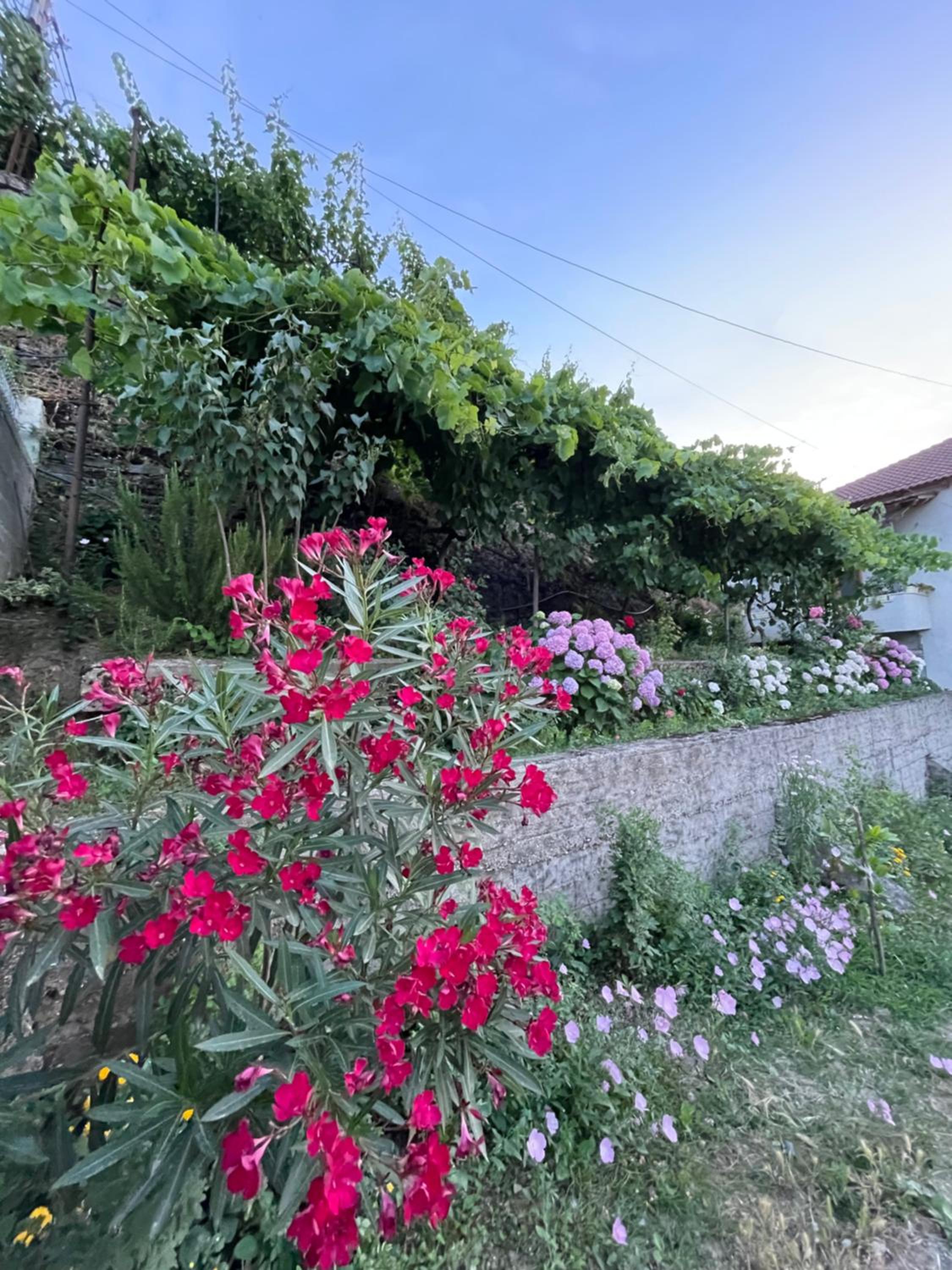 Elsa's Villa