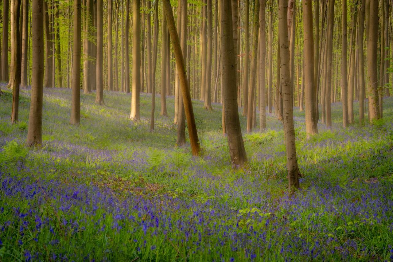 Bois de Hal