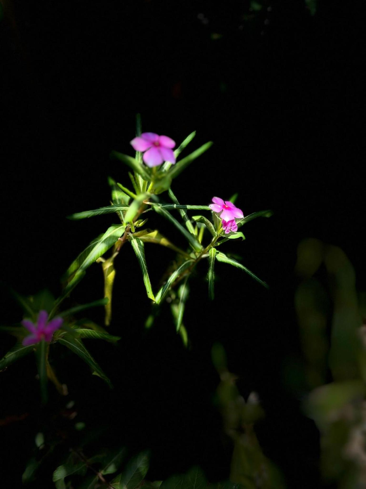 Photo 44