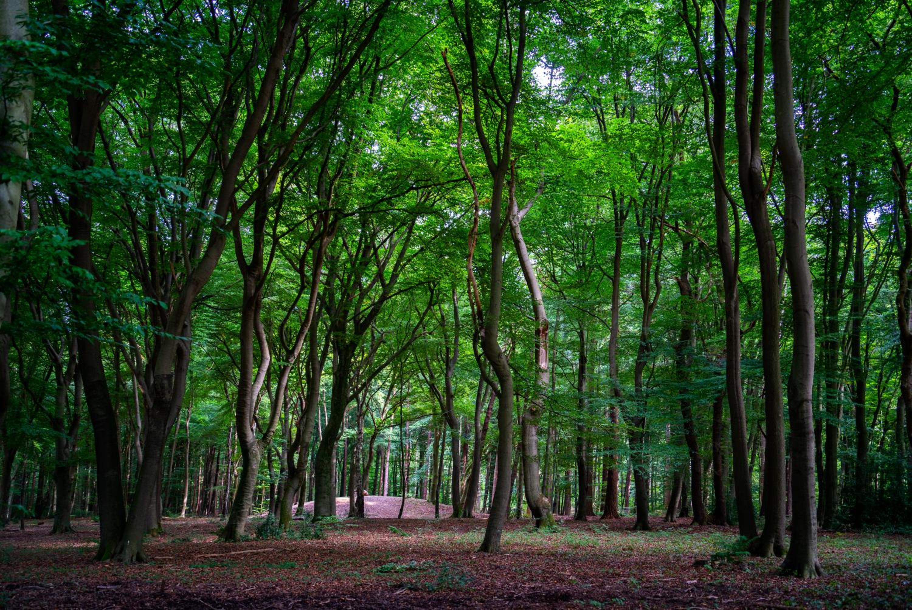 FELICITY - Family Home in the forest