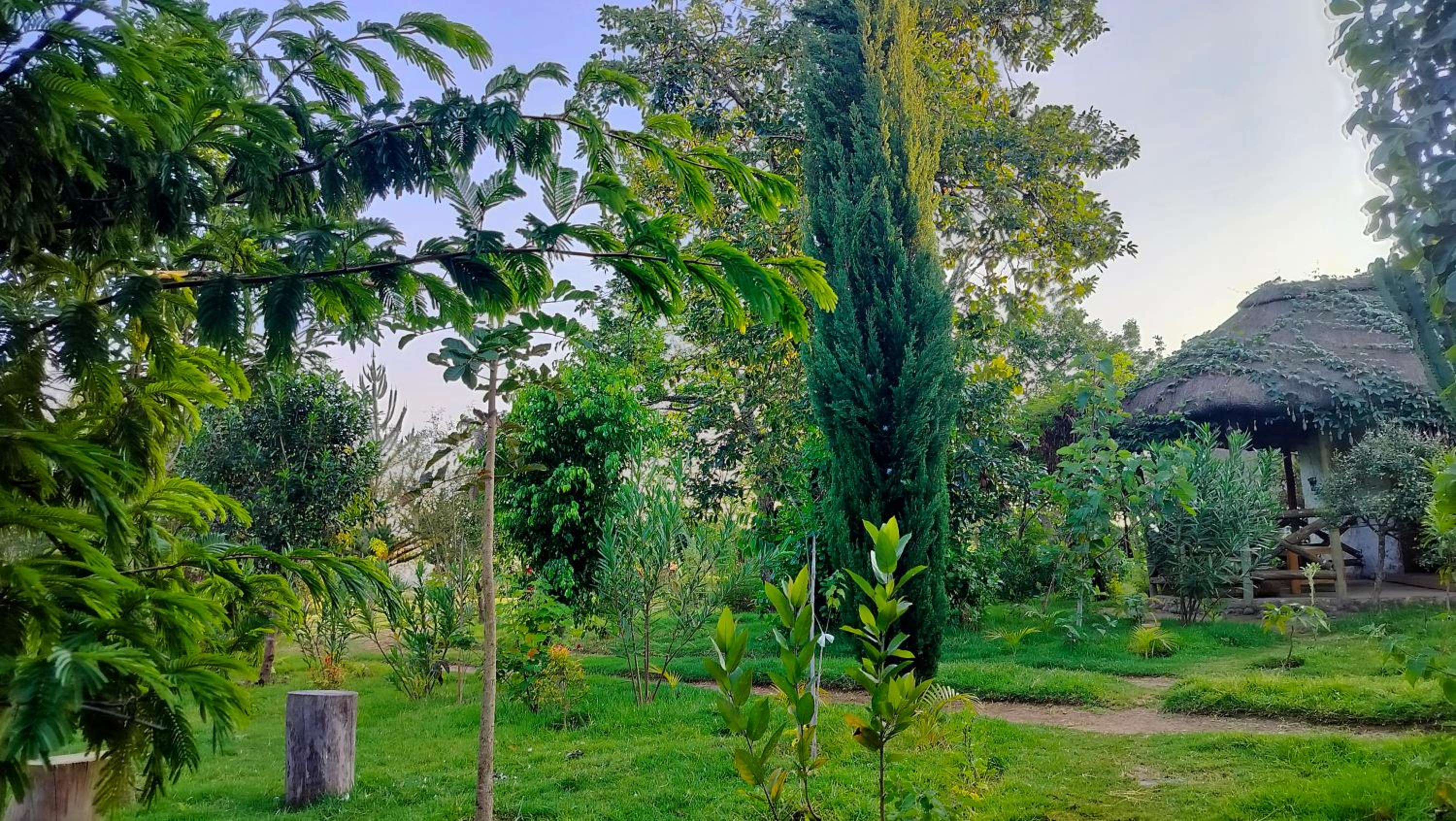 Podocarpus cottages