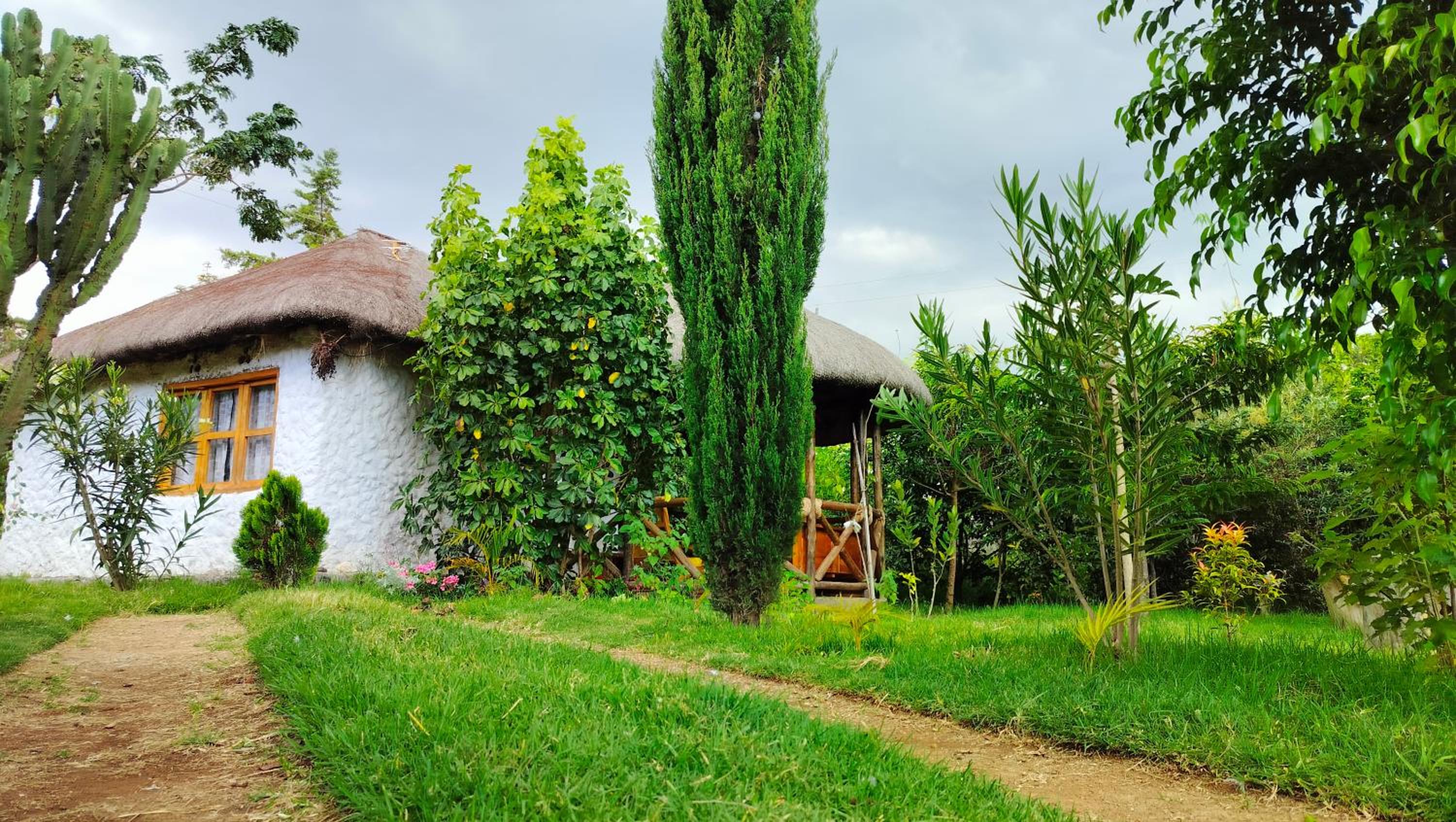 Podocarpus cottages