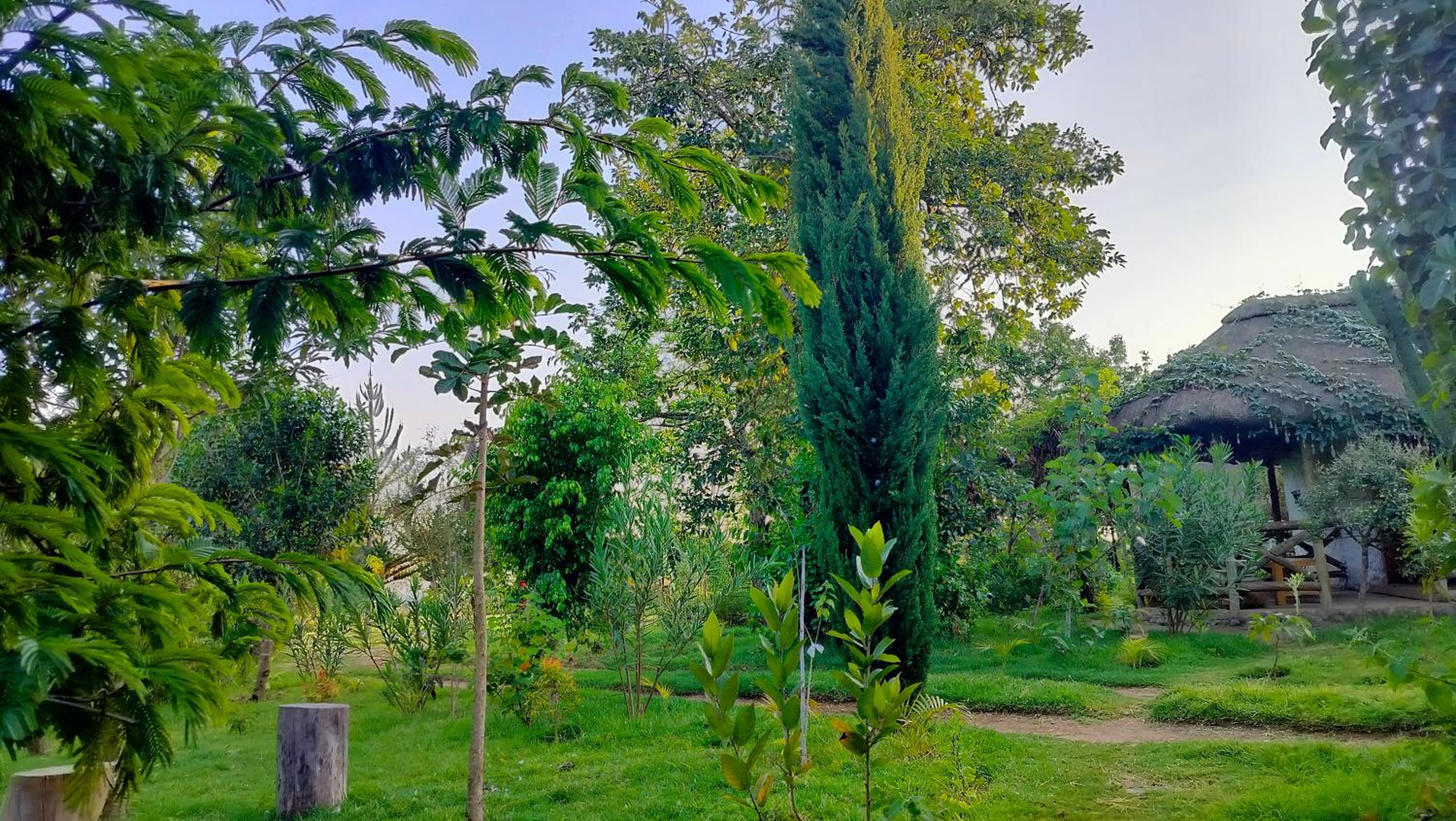 Podocarpus cottages